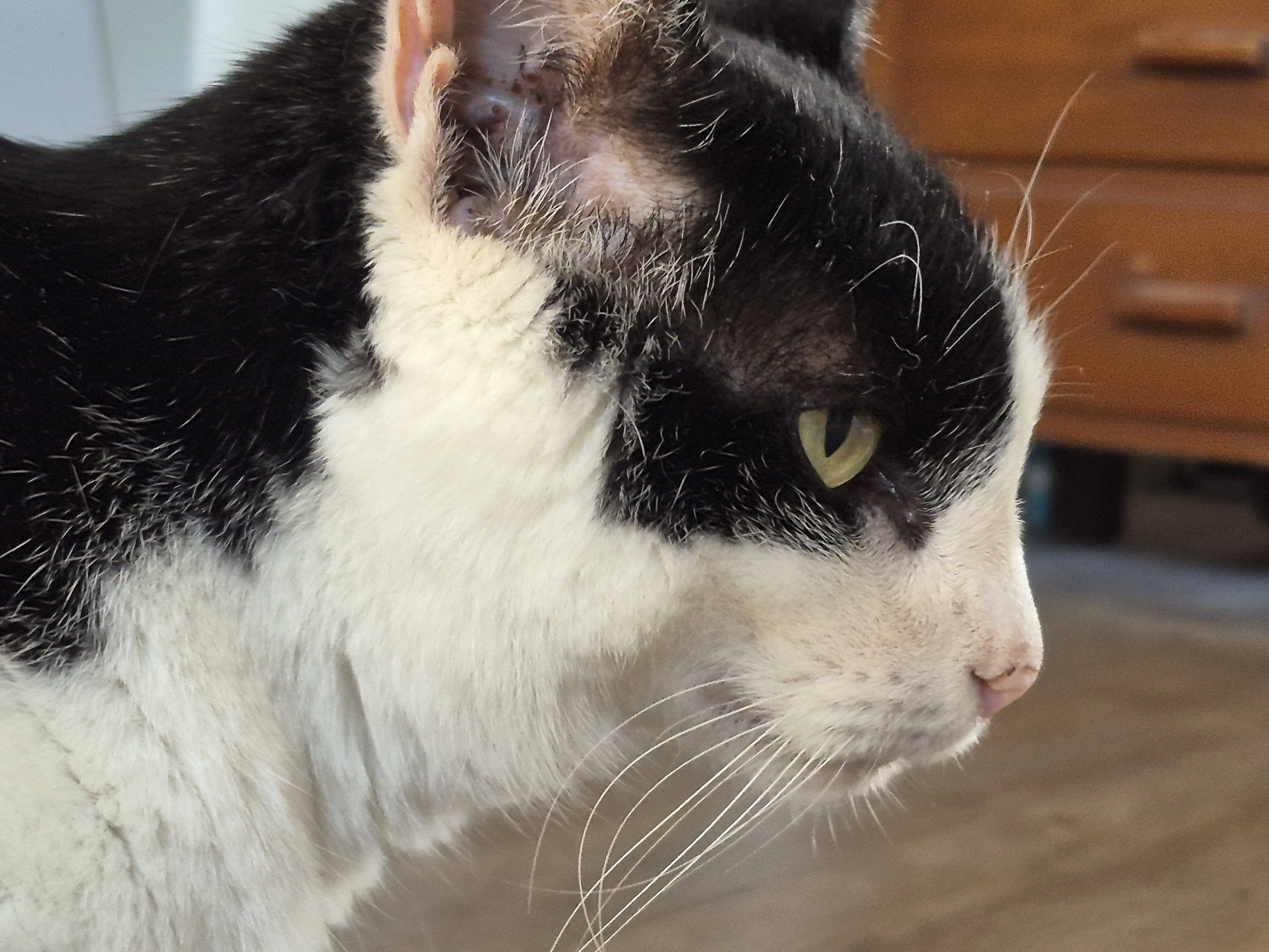 Samsung Galaxy S25 FE cat 3x sample