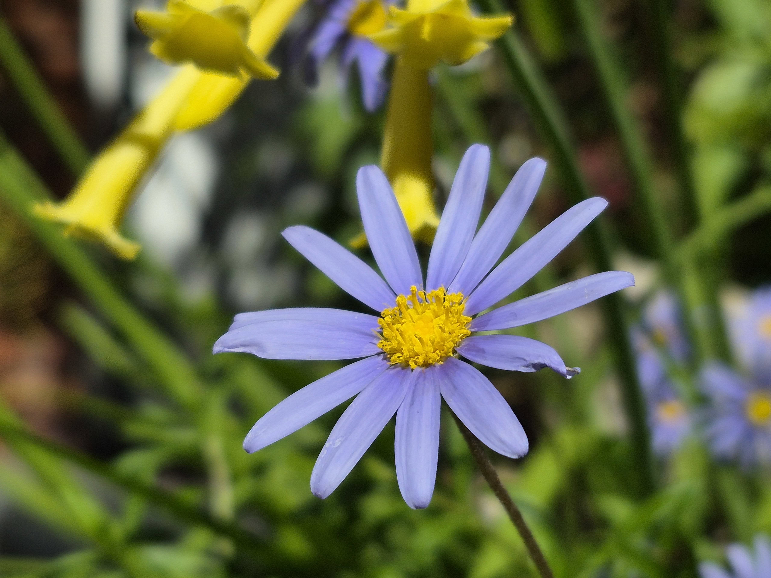 Samsung Galaxy S25 FE flower 3x sample