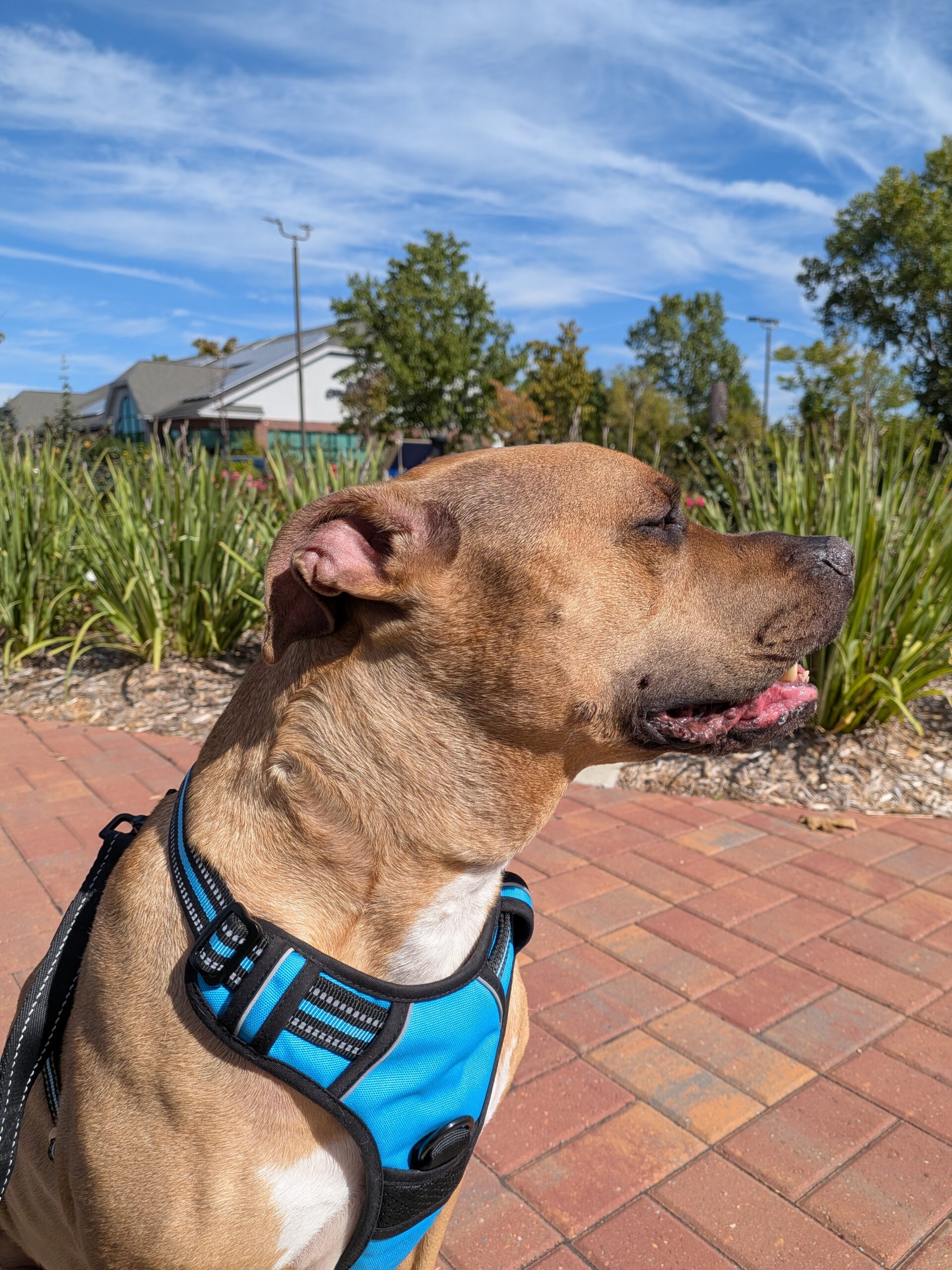 A picture of a dog sitting outside in the sun, taken with the Pixel 10 Pro Fold.