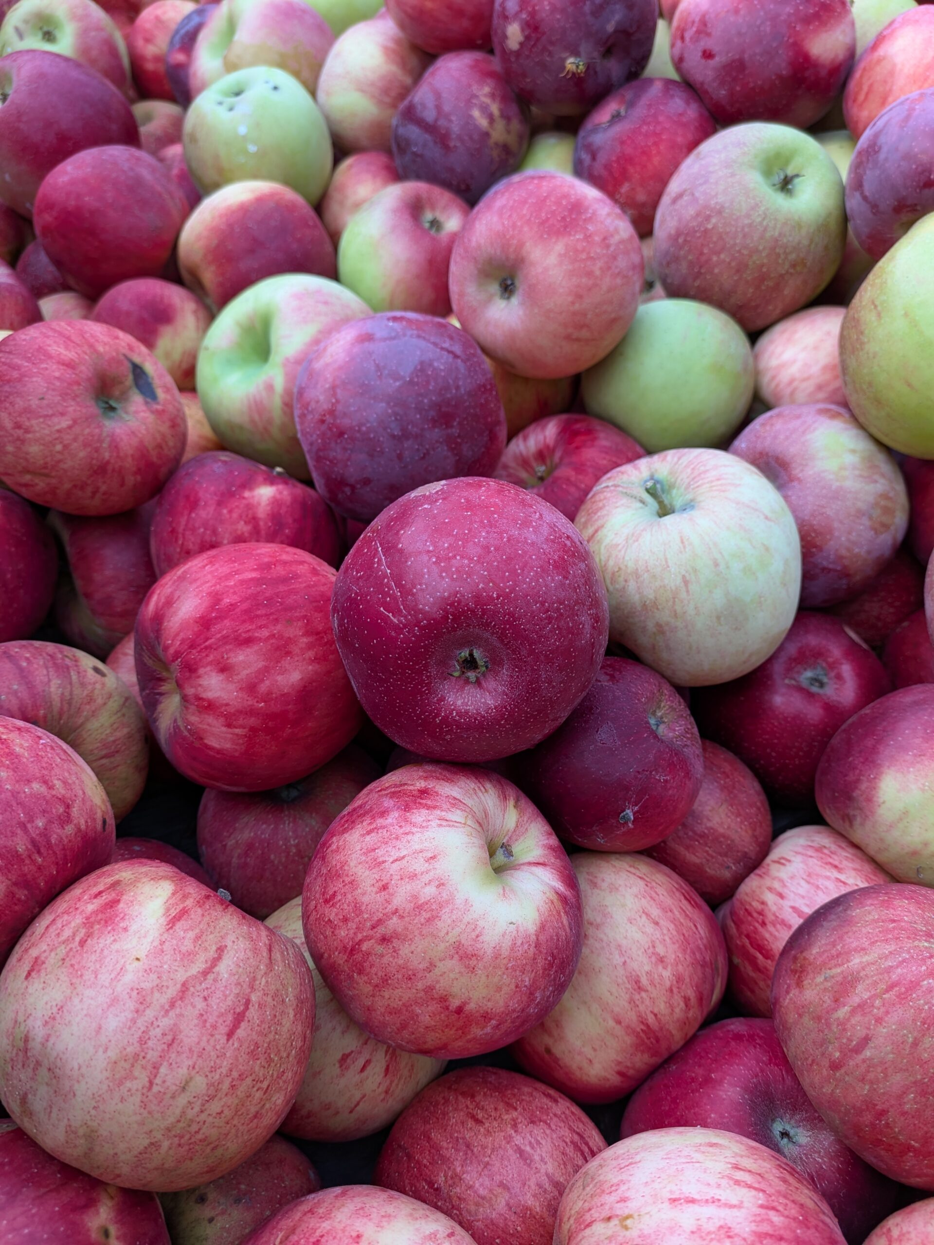 A picture of apples in a large wooden bin, taken with the Pixel 10 Pro Fold.