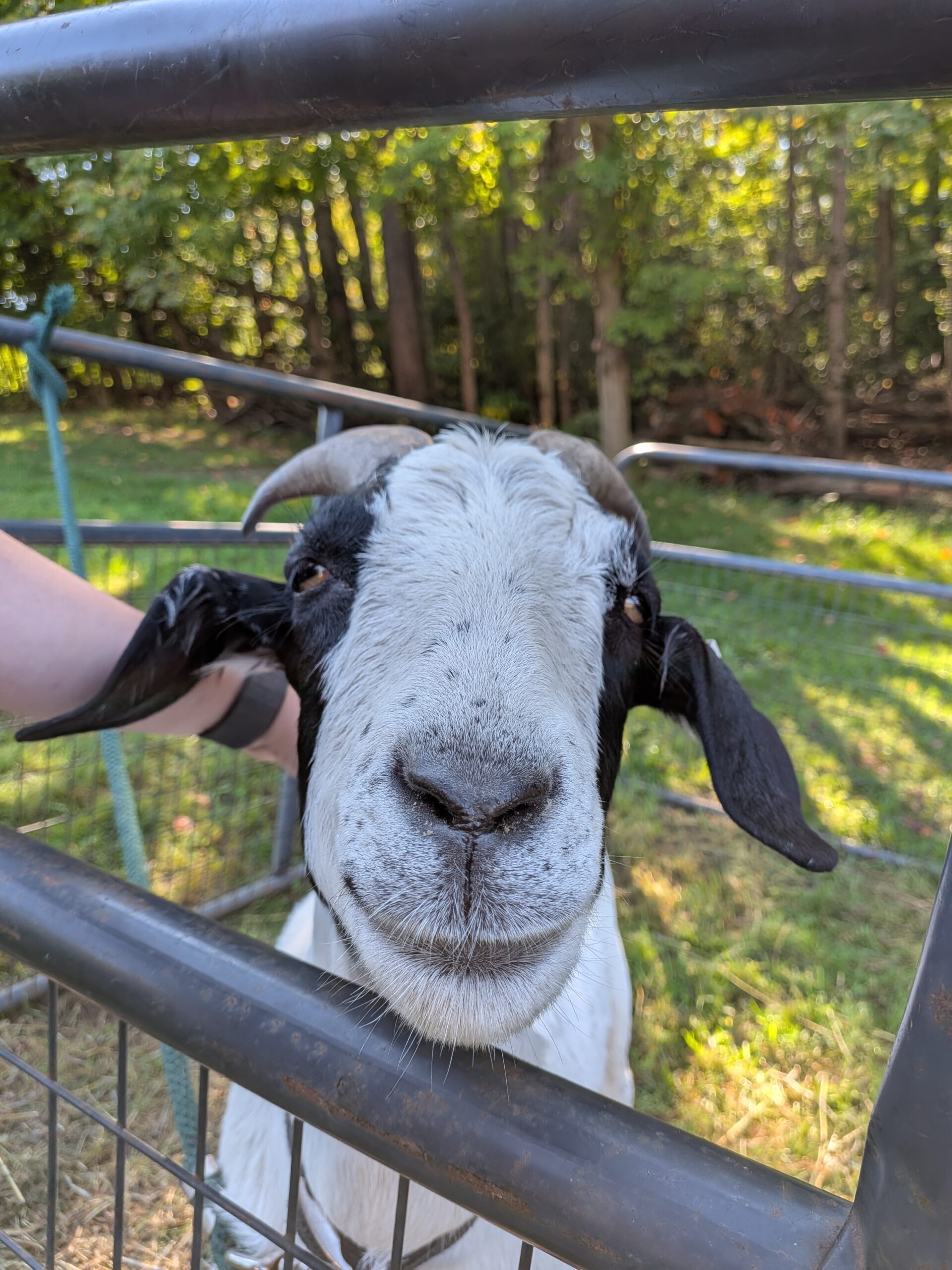 A picture of a white and black goat, taken with the Pixel 10 Pro Fold.