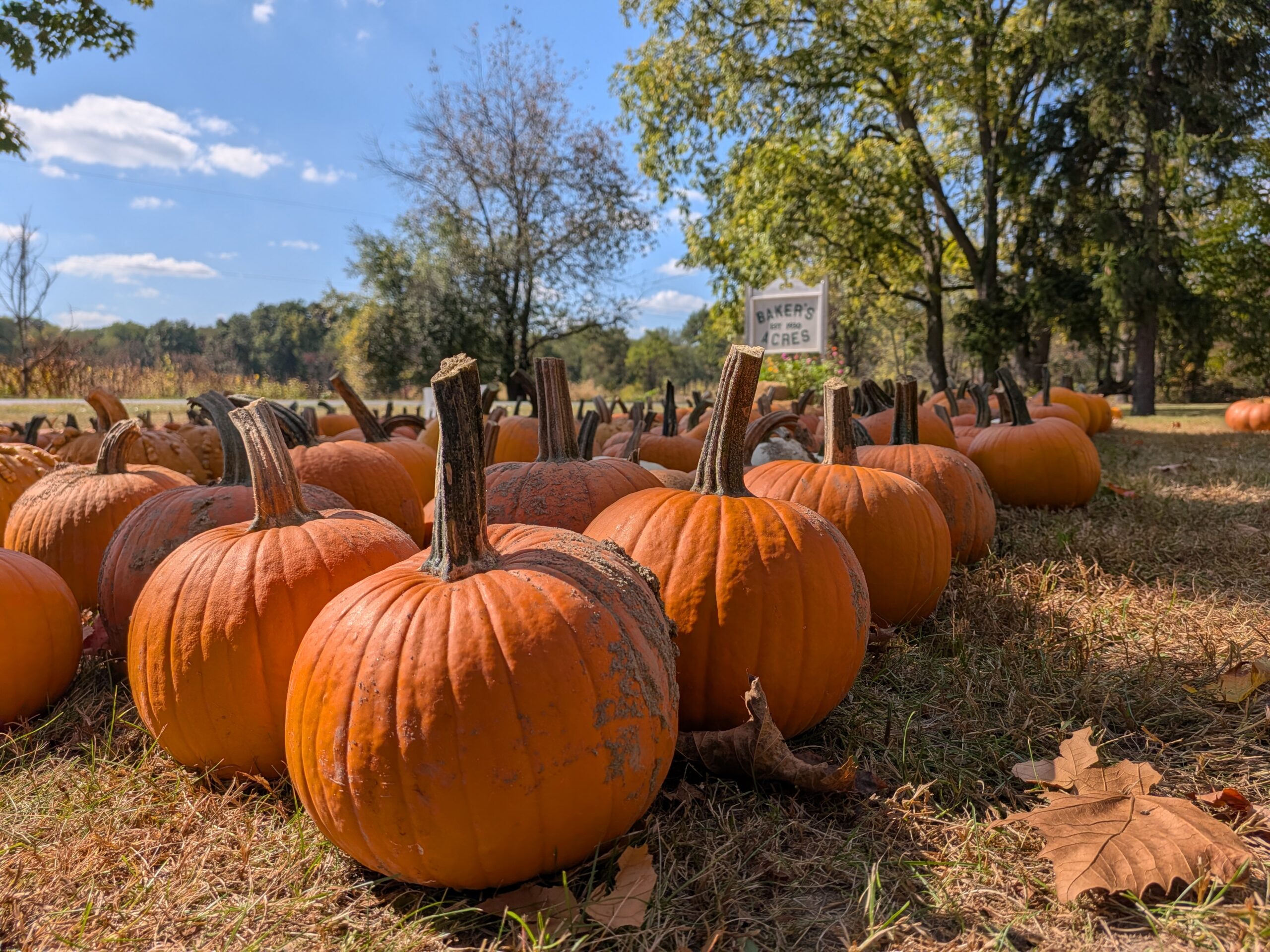 A picture of a pumpkin patch, taken with the Google Pixel 10 Pro Fold.