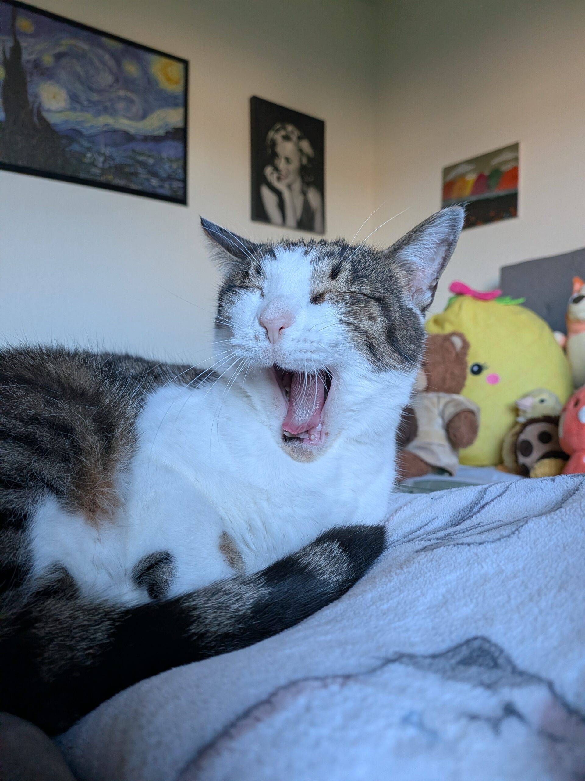 A picture of a yawning cat, taken with the Pixel 10 Pro Fold.