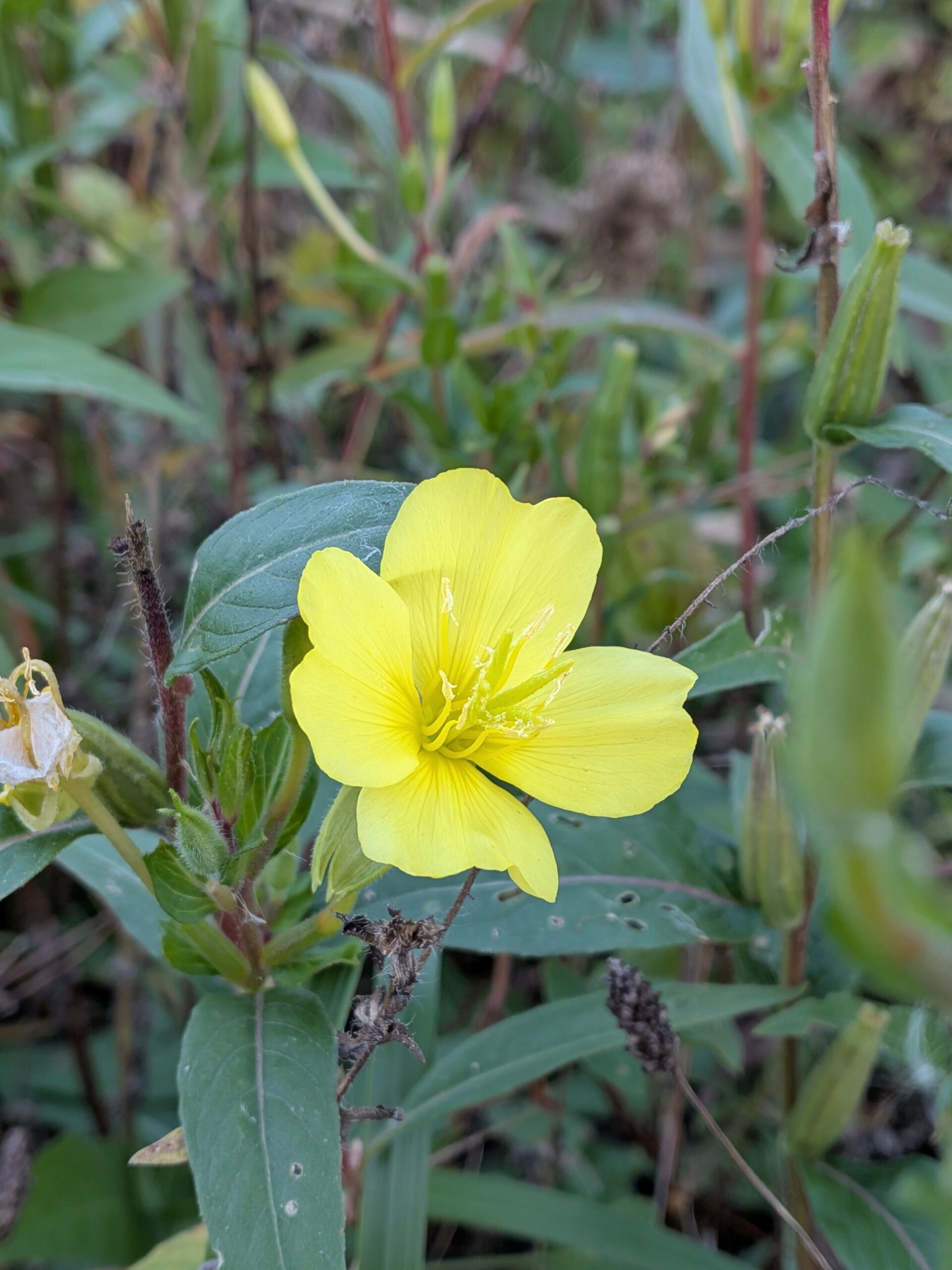A picture of a small yellow flower, taken with the Pixel 10 Pro Fold.