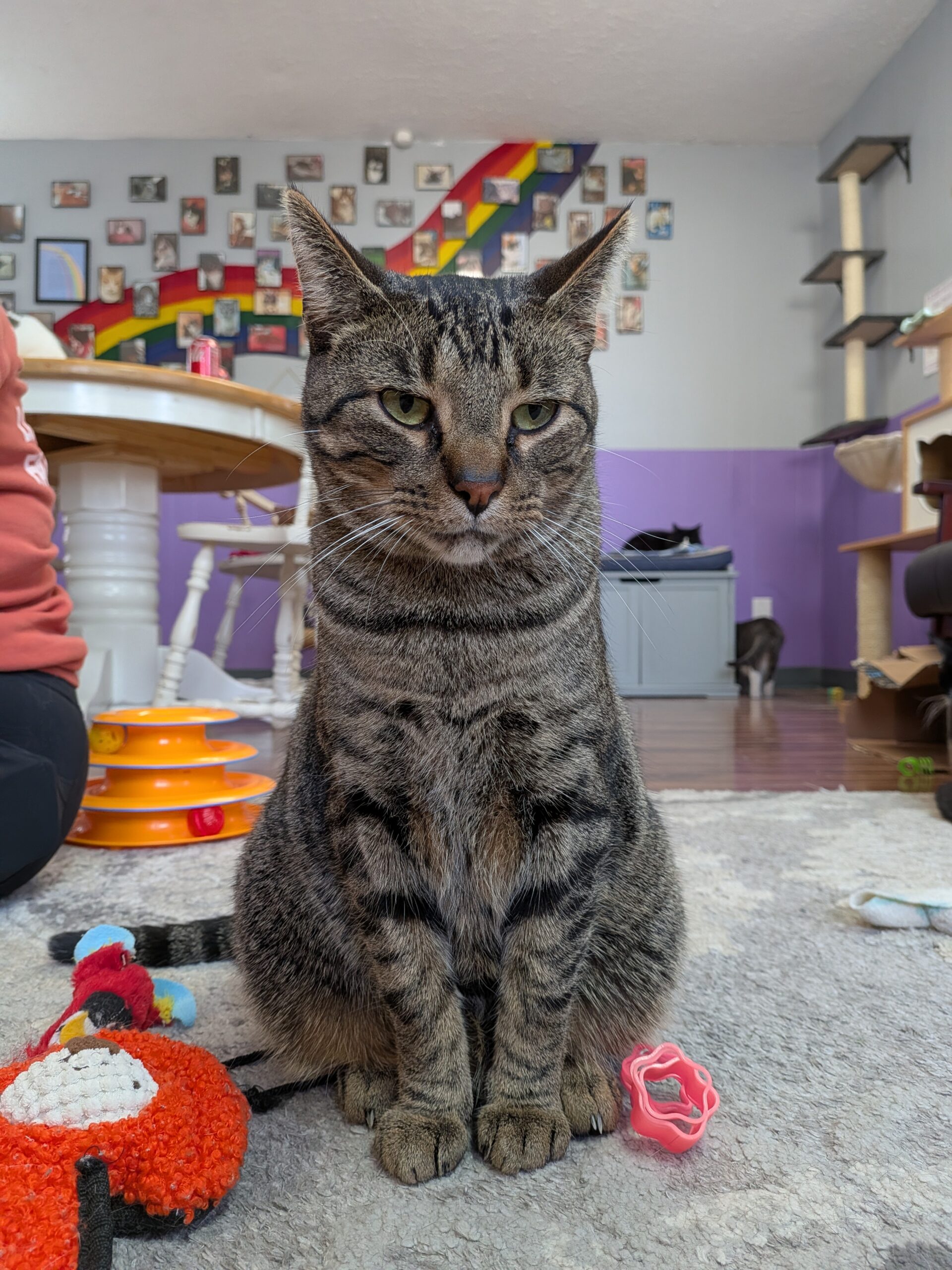 A picture of a cat in a cat cafe, taken with the Pixel 10 Pro Fold.