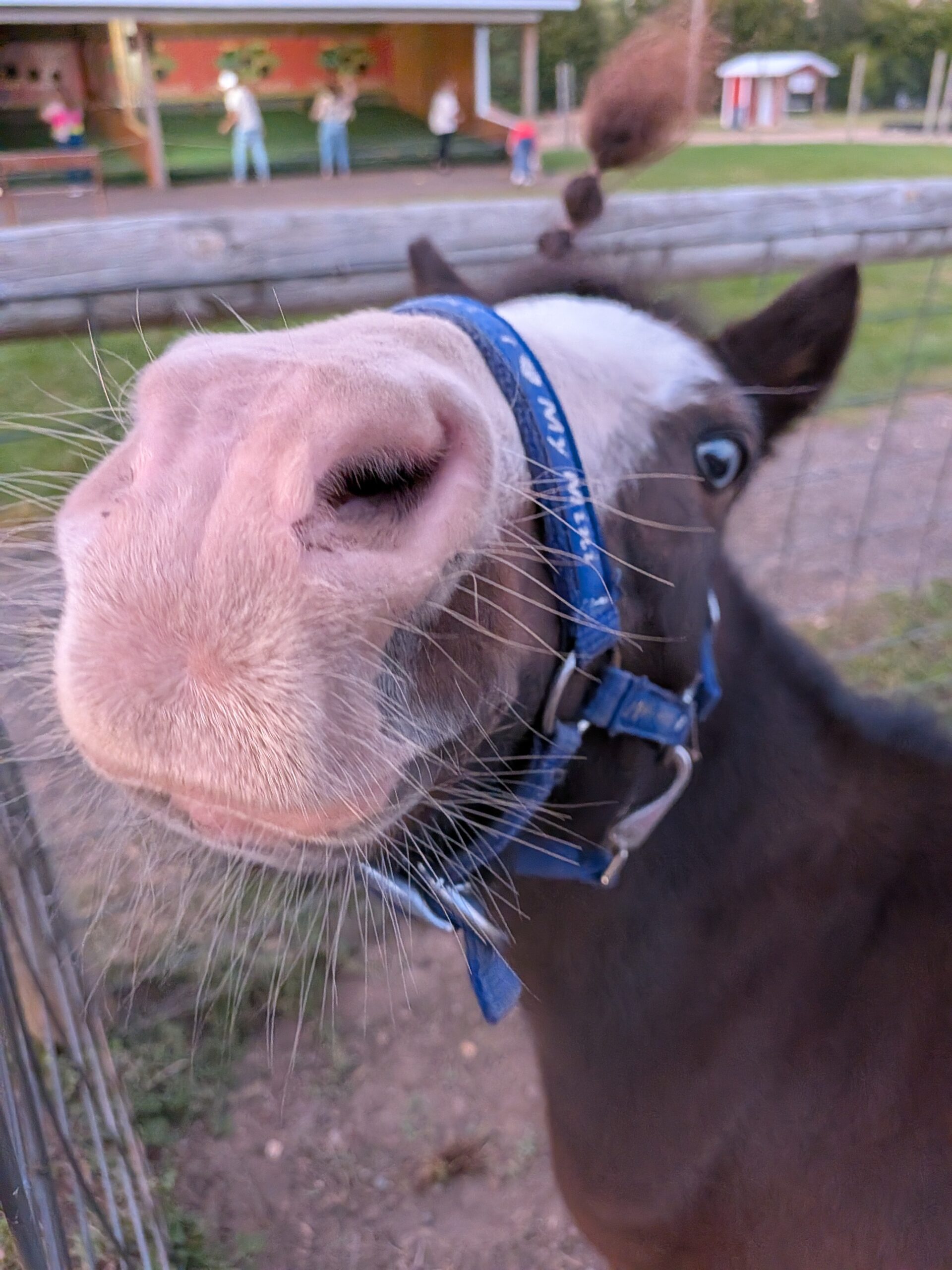 A close-up picture of a miniature horse, taken with the Pixel 10 Pro Fold.