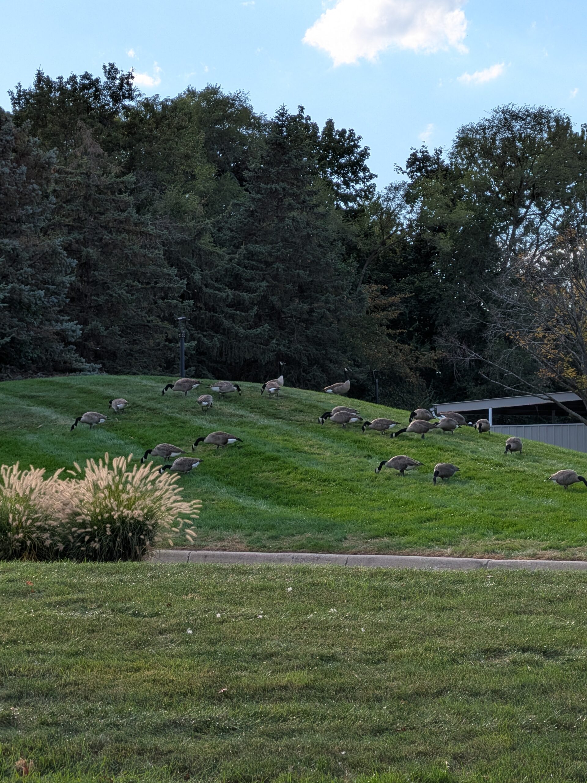 A picture of geese on a small hill, taken with the Pixel 10 Pro Fold.