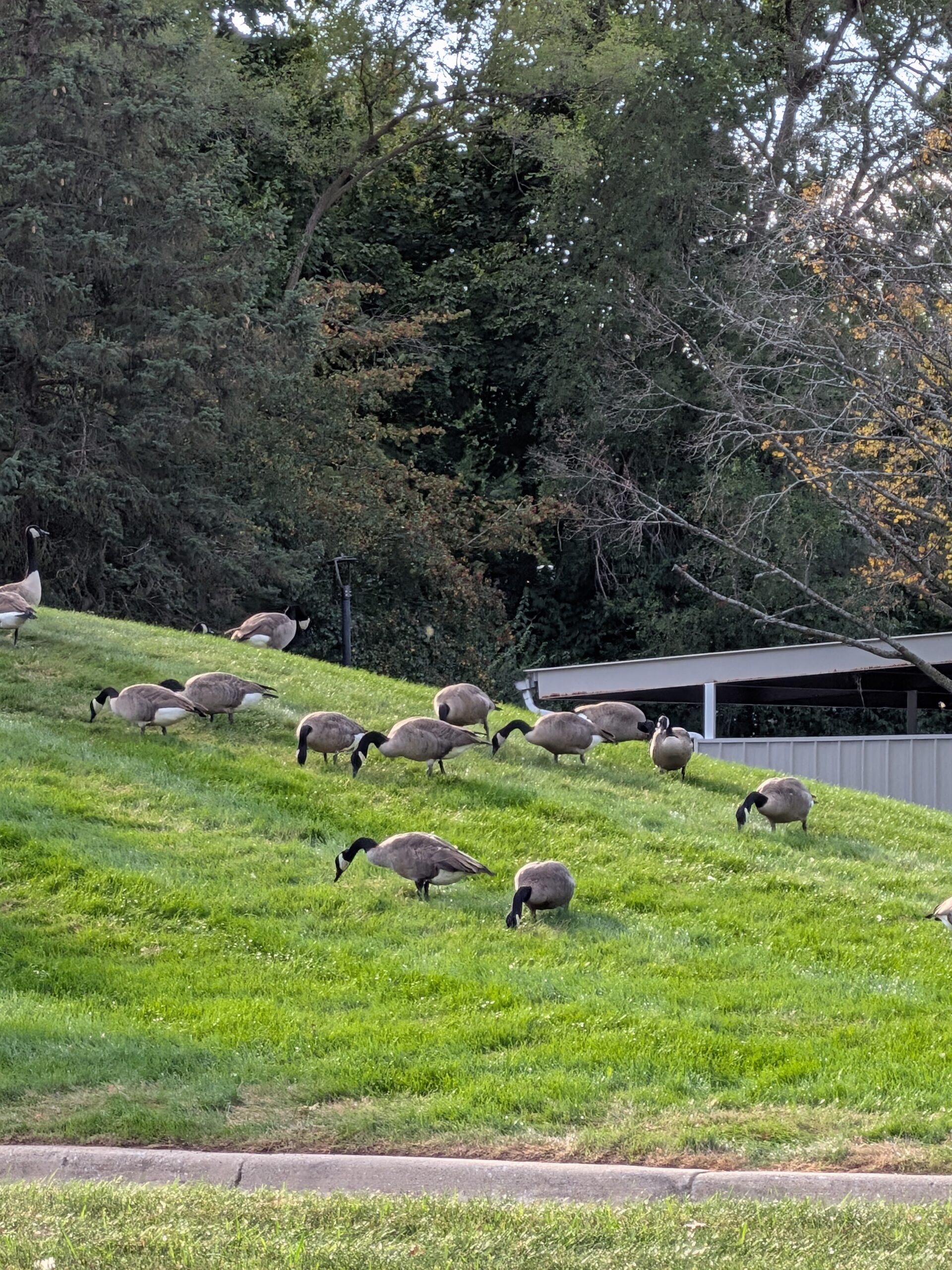 A picture of geese on a small hill, taken with the Pixel 10 Pro Fold.