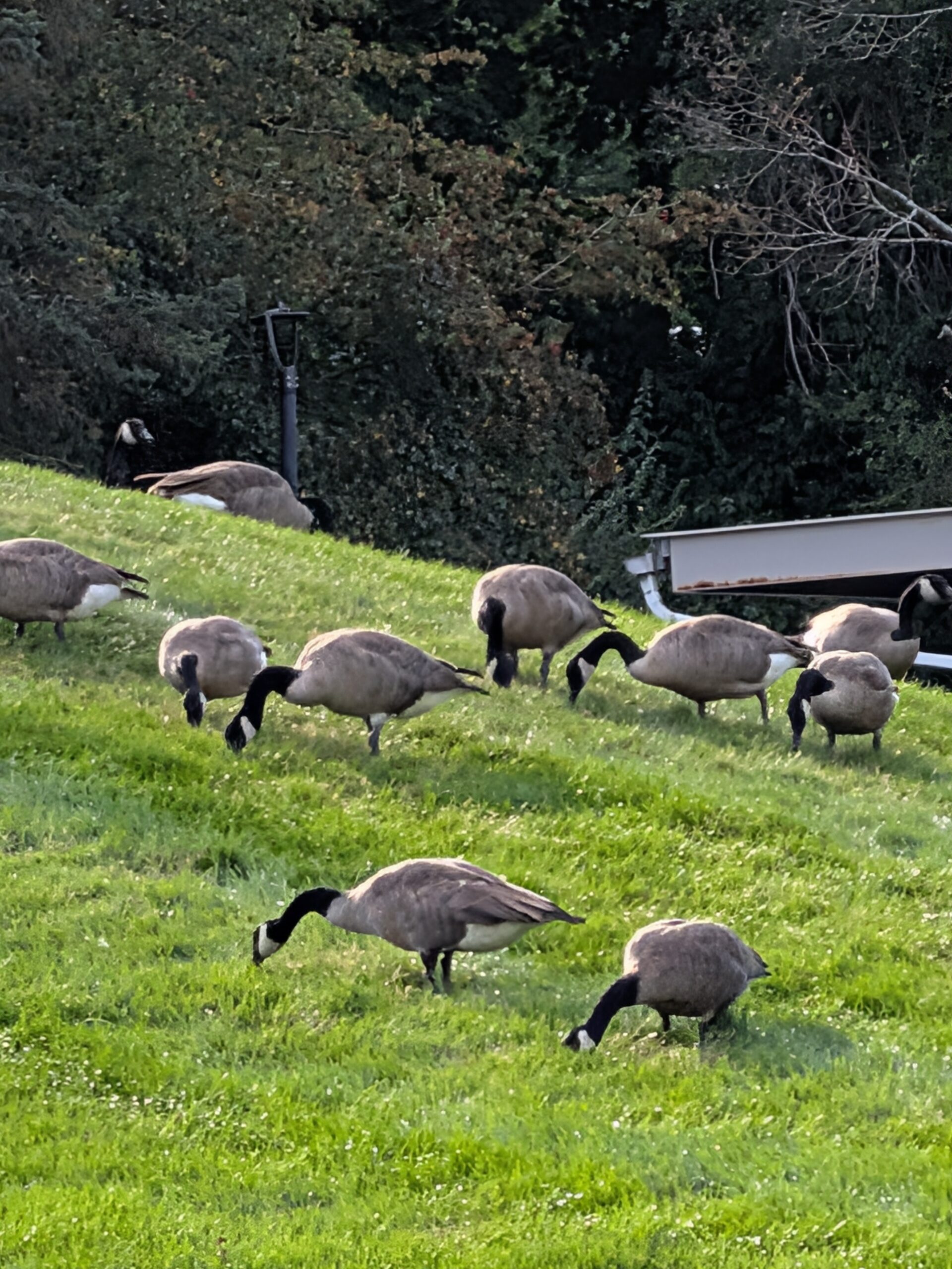 A picture of geese on a small hill, taken with the Pixel 10 Pro Fold.