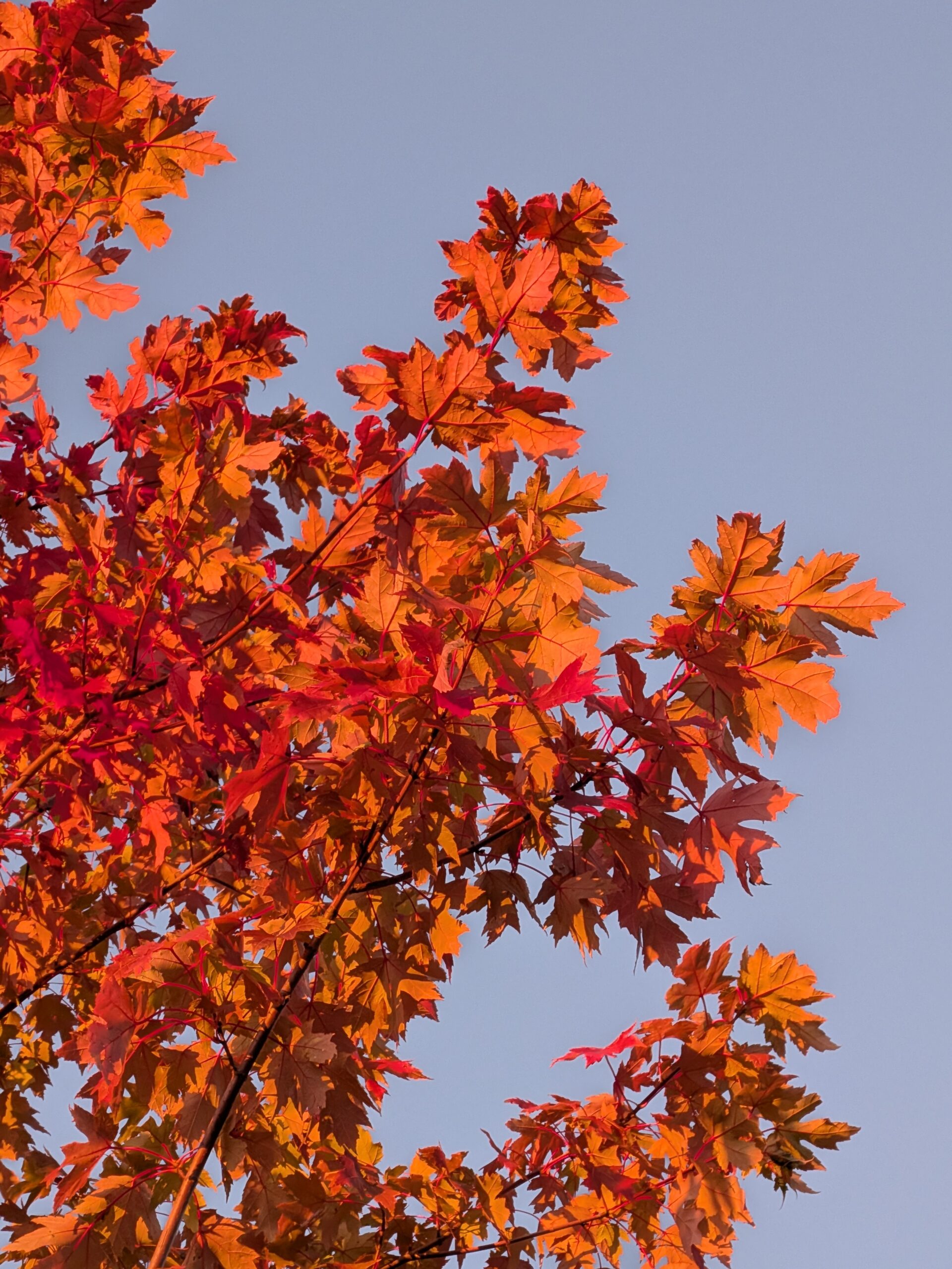 A photo of orange and red leaves, taken with the Pixel 10 Pro Fold.