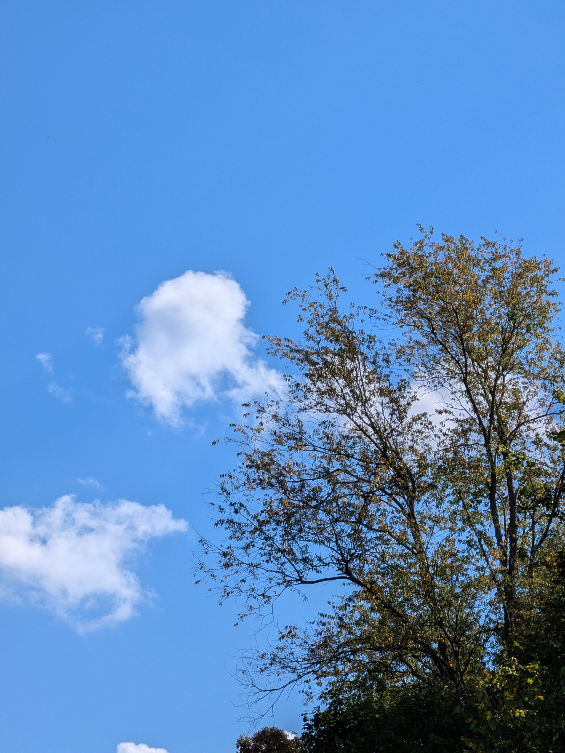 A picture of trees and a blue sky, taken with the Pixel 10 Pro Fold.