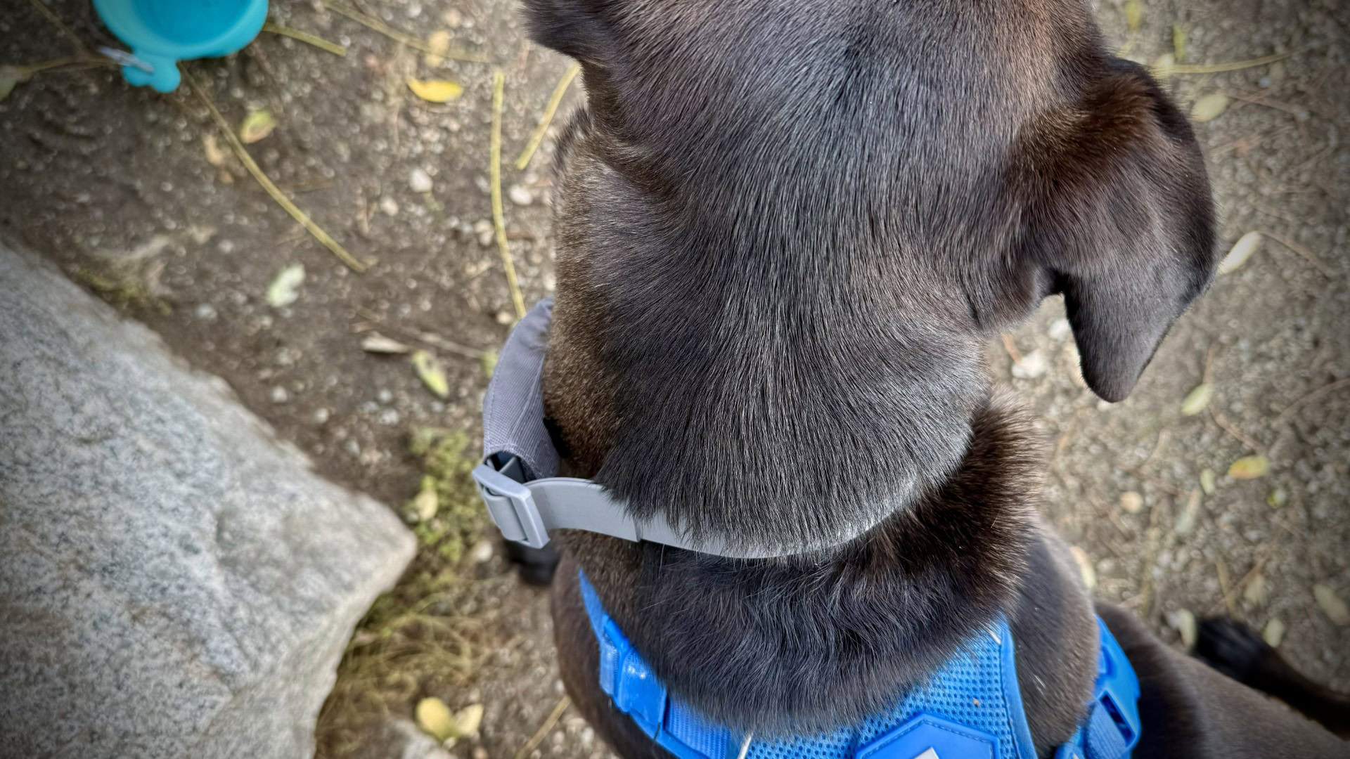 Satellai 5 Halo Collar