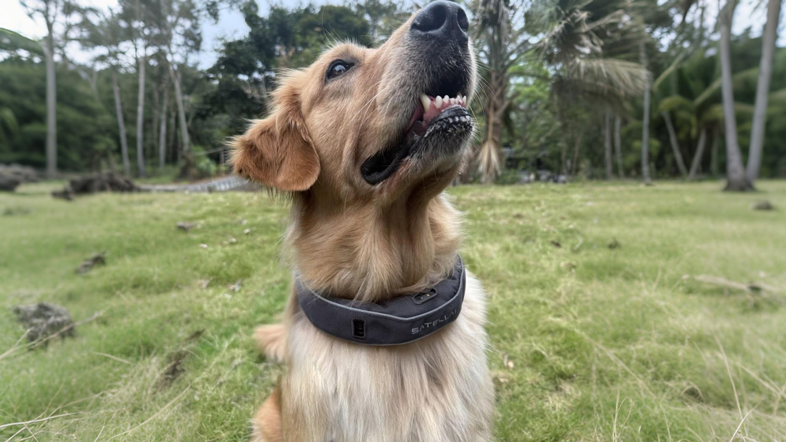 satellai collar satellai collar