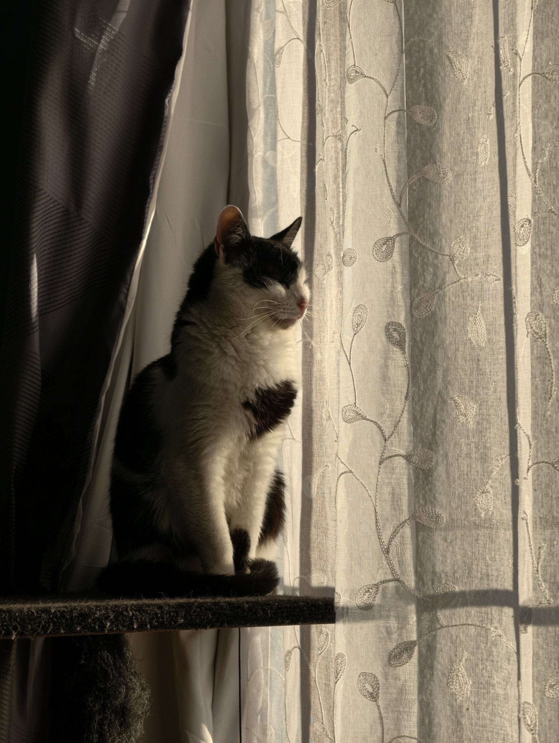 vivo X300 Pro cat 85mm raw lighting on