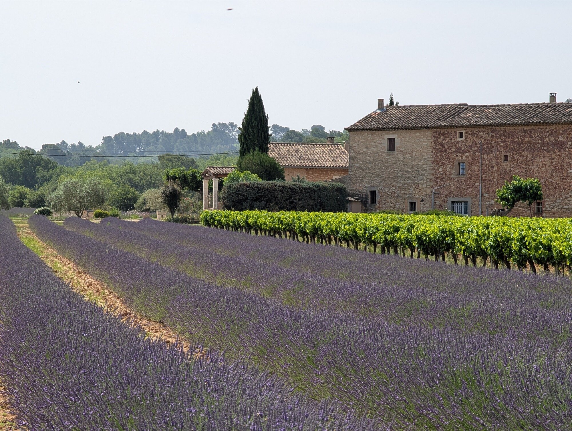 google pixel camera sample favorite 5