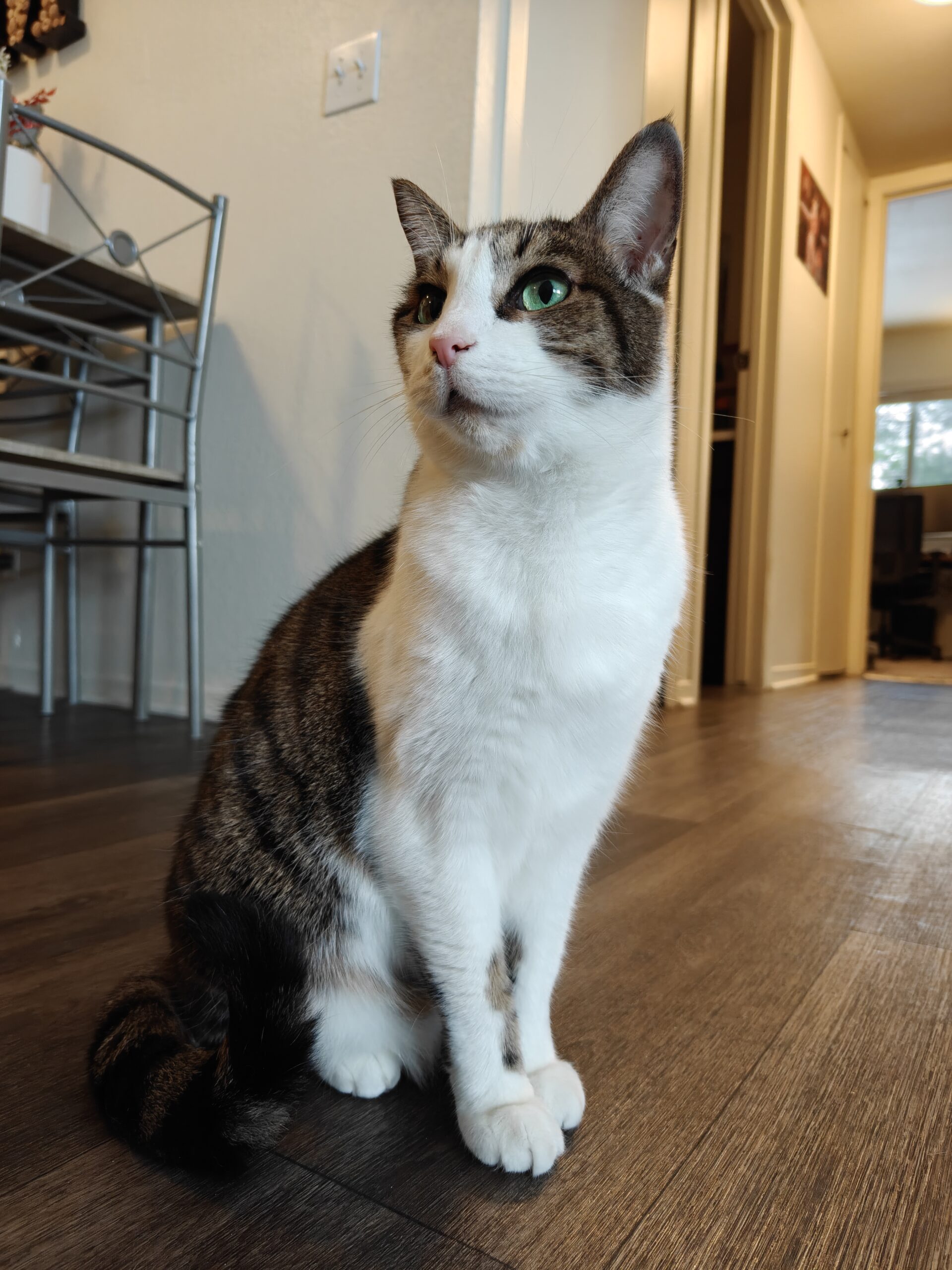 Photo of a brown and white cat, taken with the OnePlus 15R.