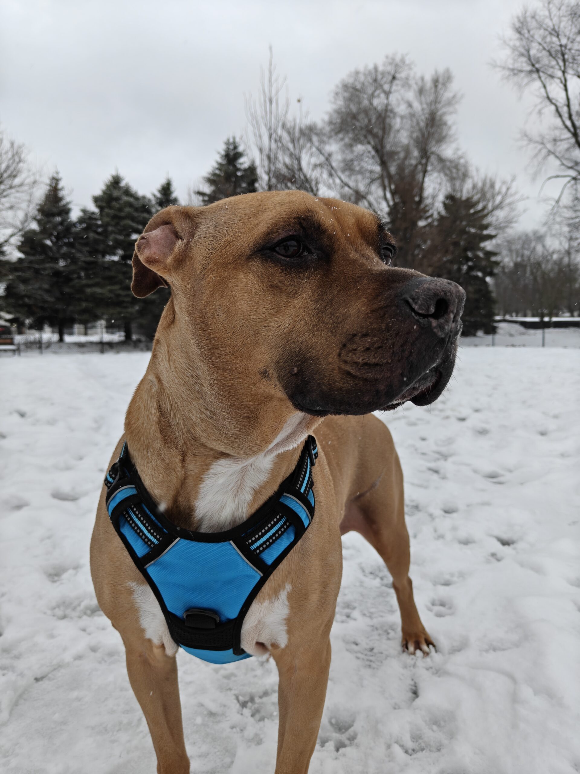Photo of a brown dog outside in the snow, taken with the OnePlus 15R.