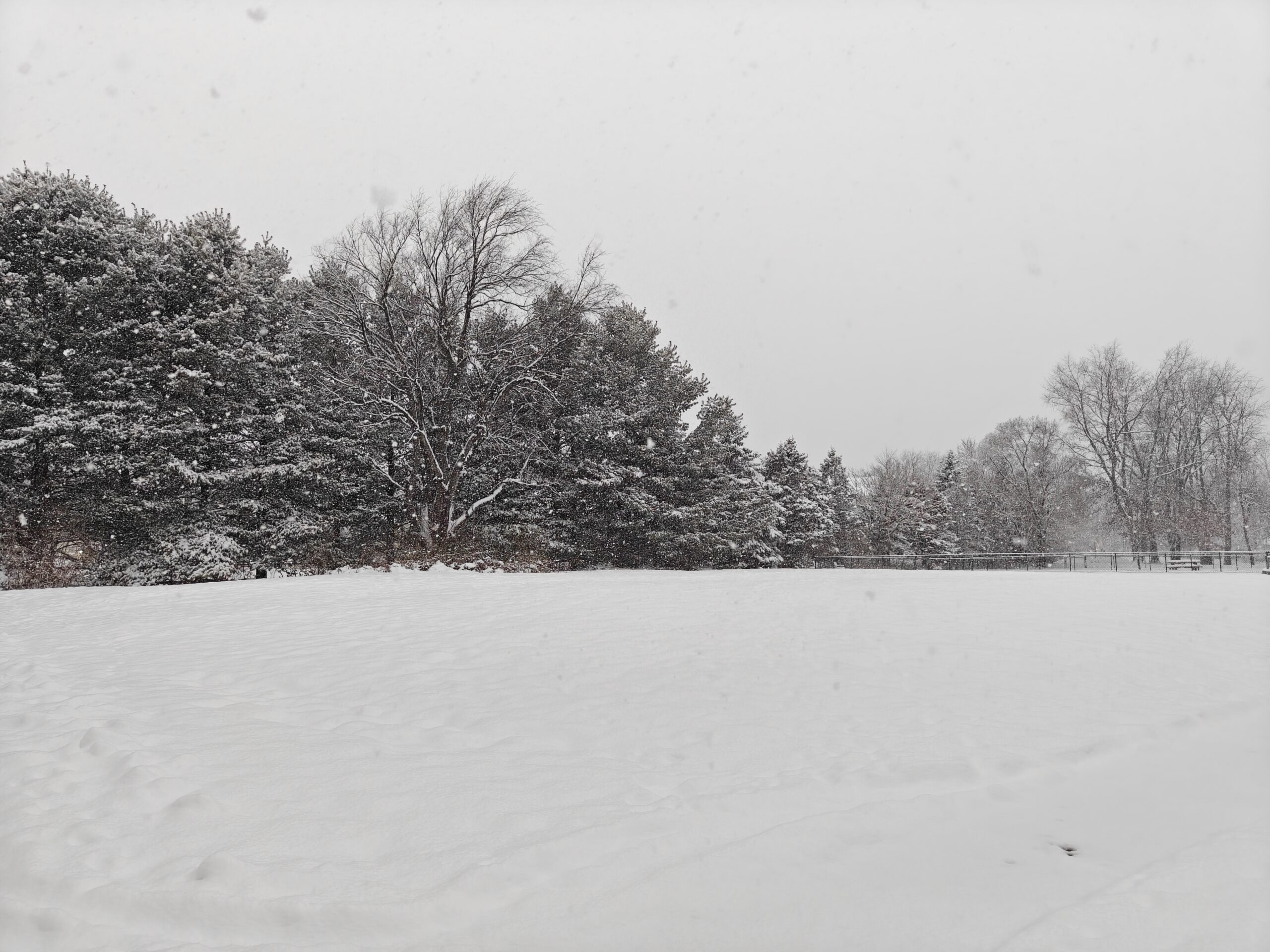 Photo of snow-covered trees, taken with the OnePlus 15R.