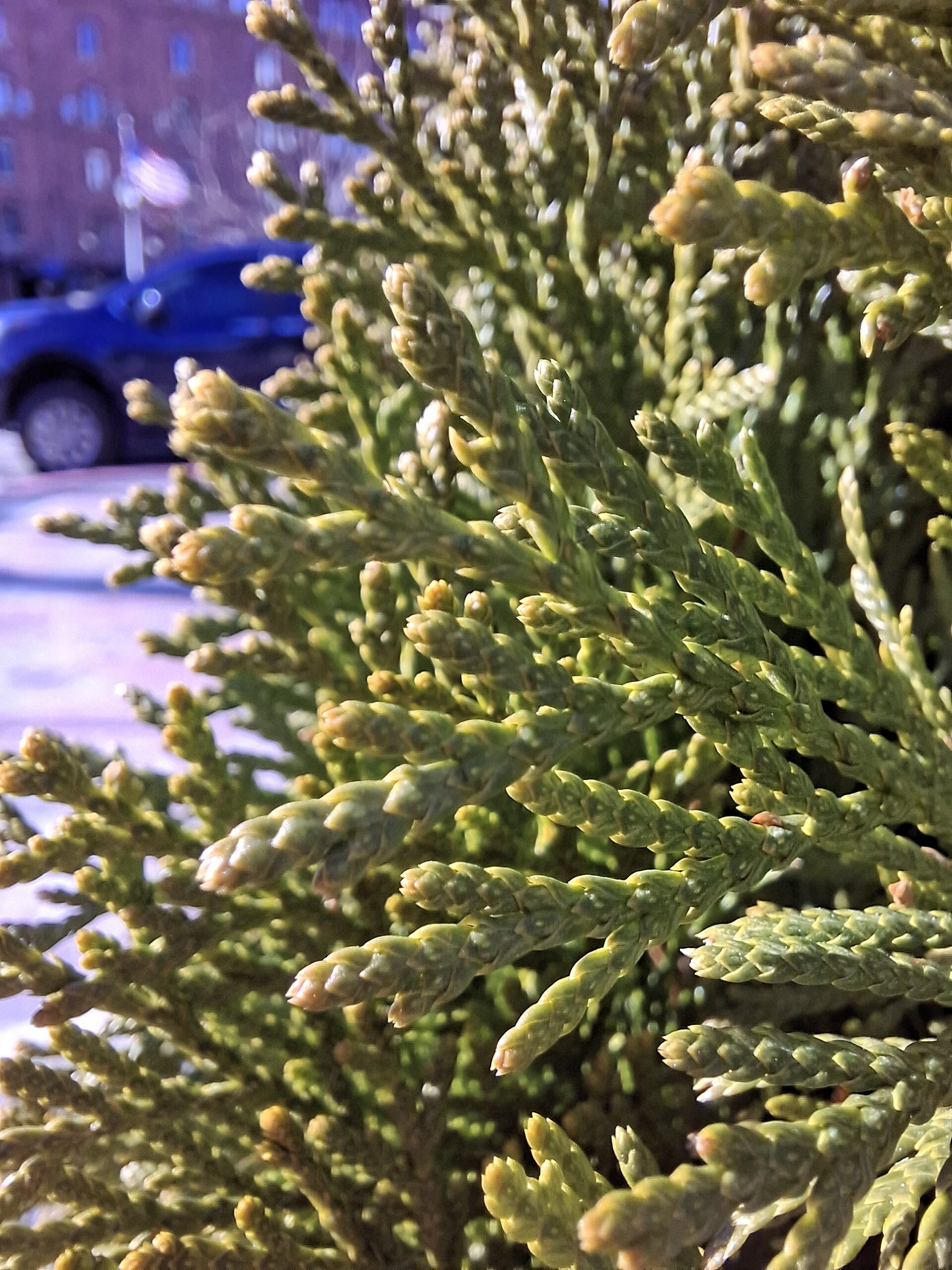 Galaxy A56 greens macro