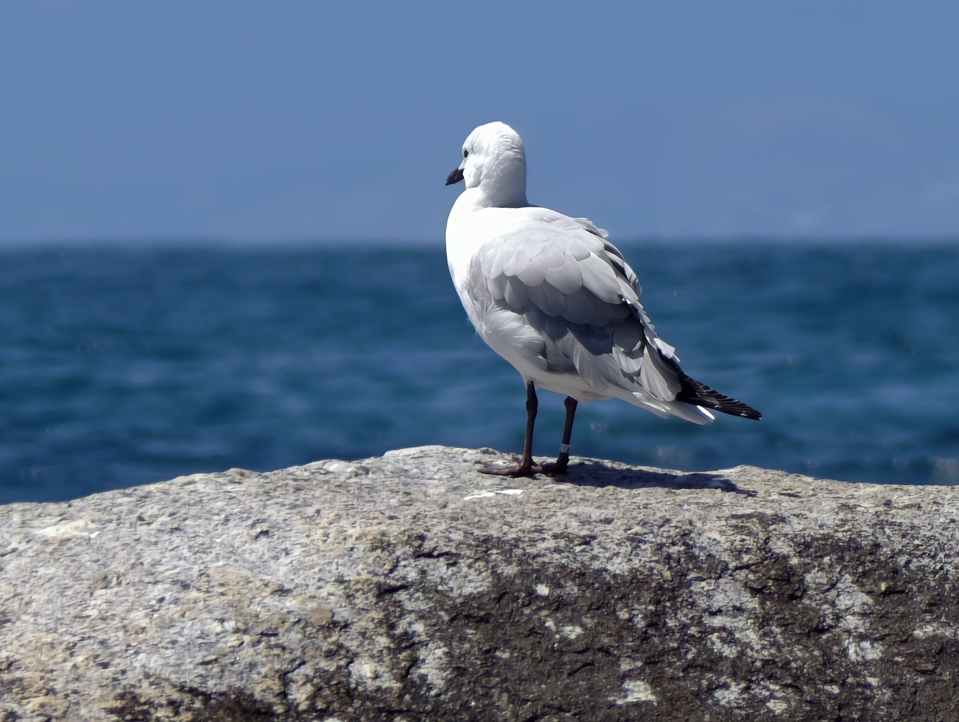 vivo X300 Pro seagull 1600mm with extender lens