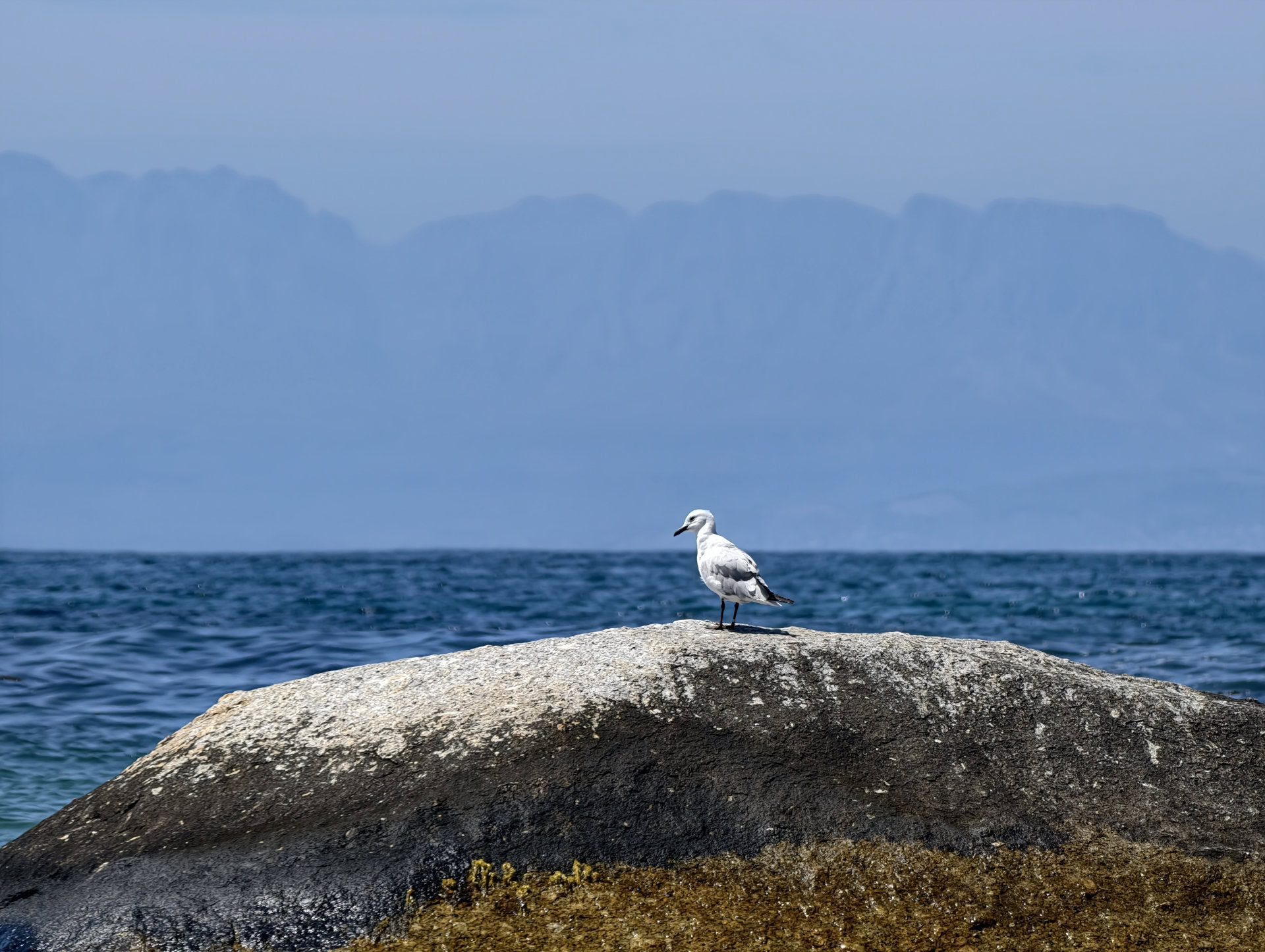 vivo X300 Pro seagull 400mm with extender lens