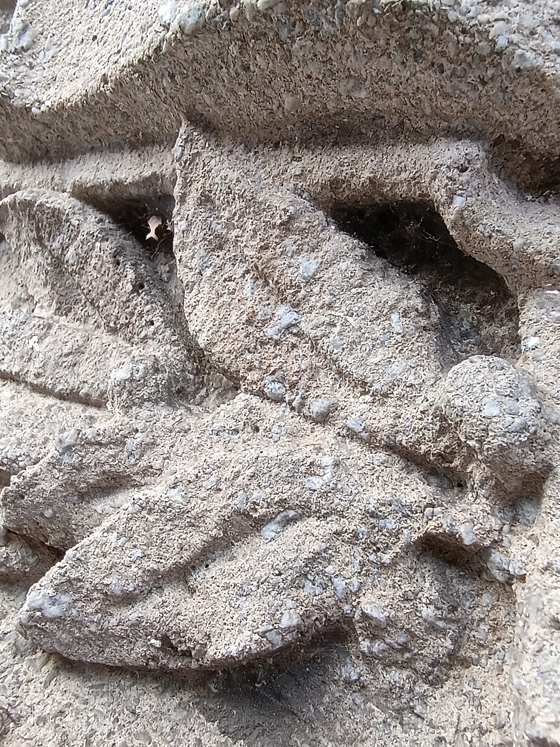 Motorola Moto G Power 2026 stone leaf macro