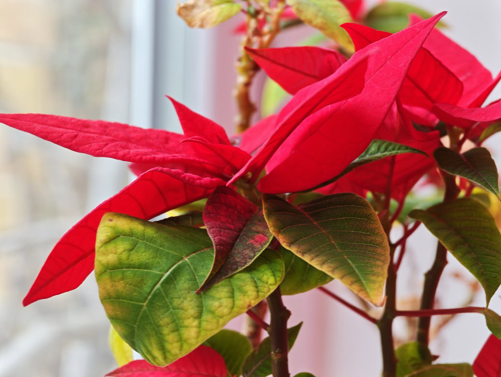 Xiaomi 17 Ultra 3 2x zoom