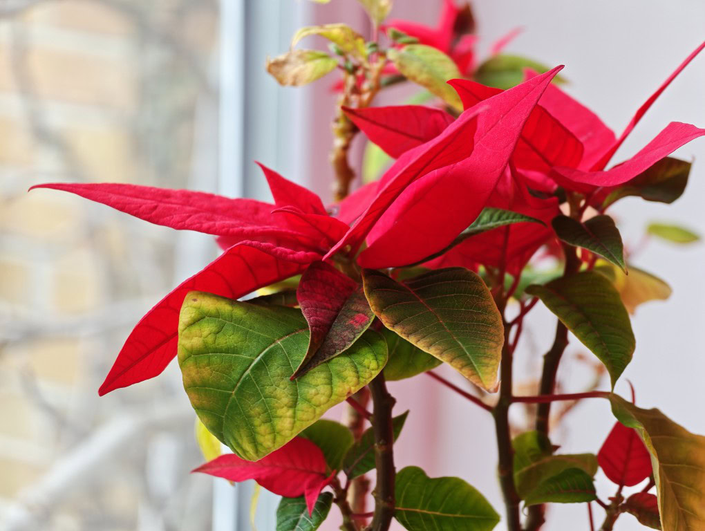 Xiaomi 17 Ultra 4 3x zoom