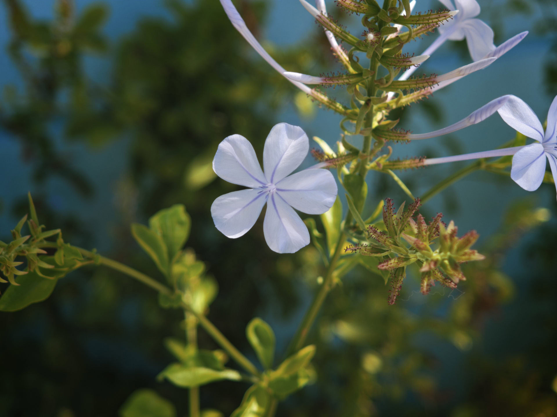 Xiaomi 17 flower 2.6x authentic