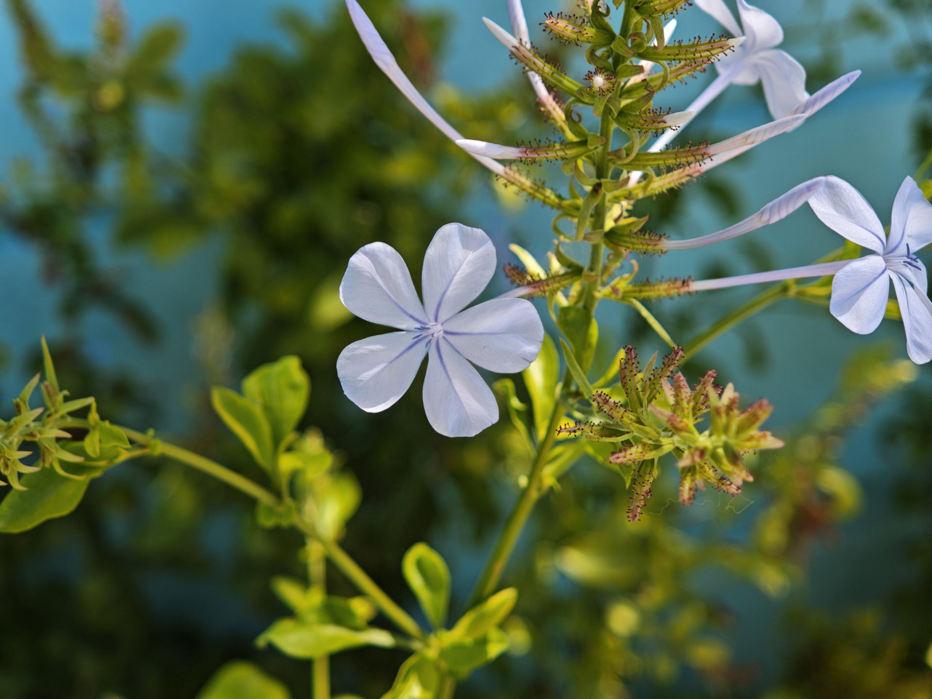 Xiaomi 17 flower 2.6x vibrant