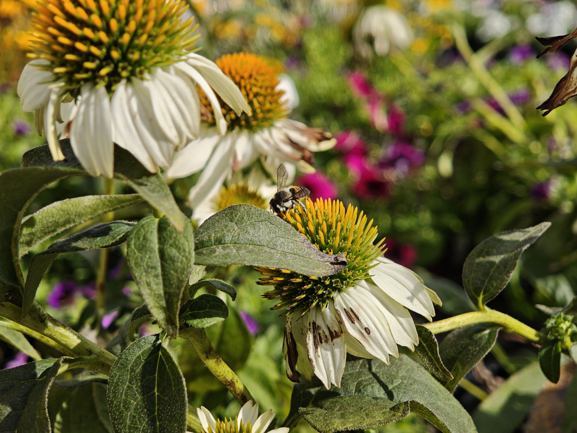 Xiaomi 17 flowers and bee 2.6x