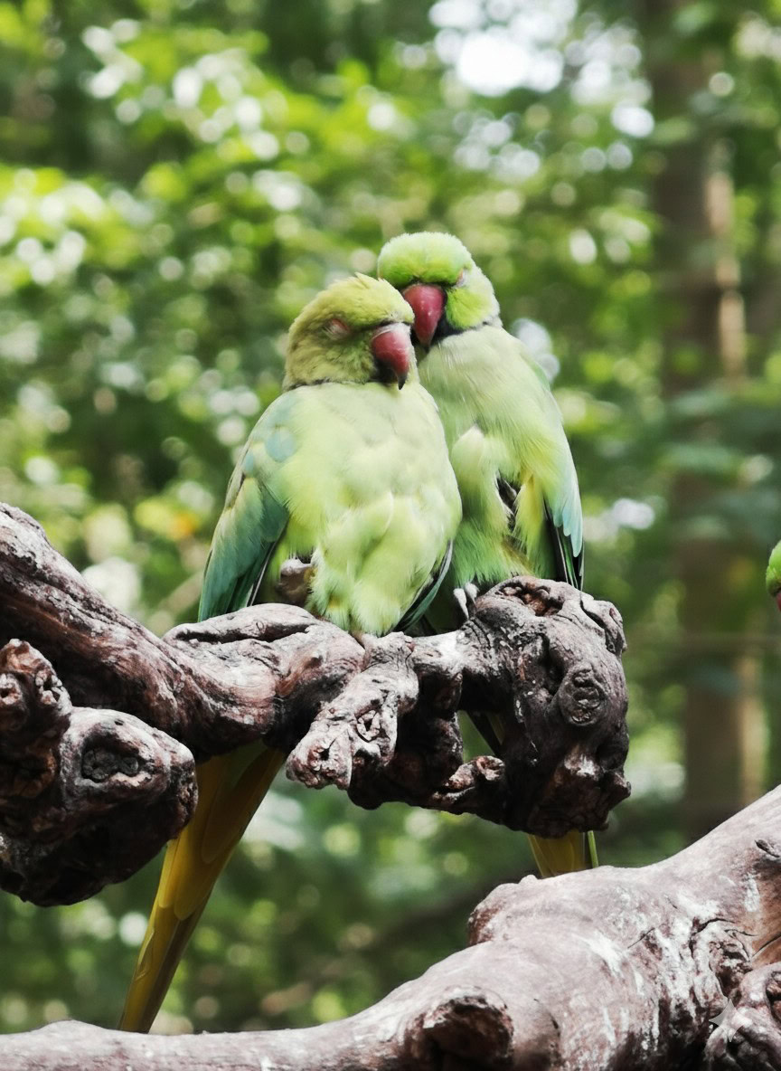 gemini generated image with enclosure removed behind birds