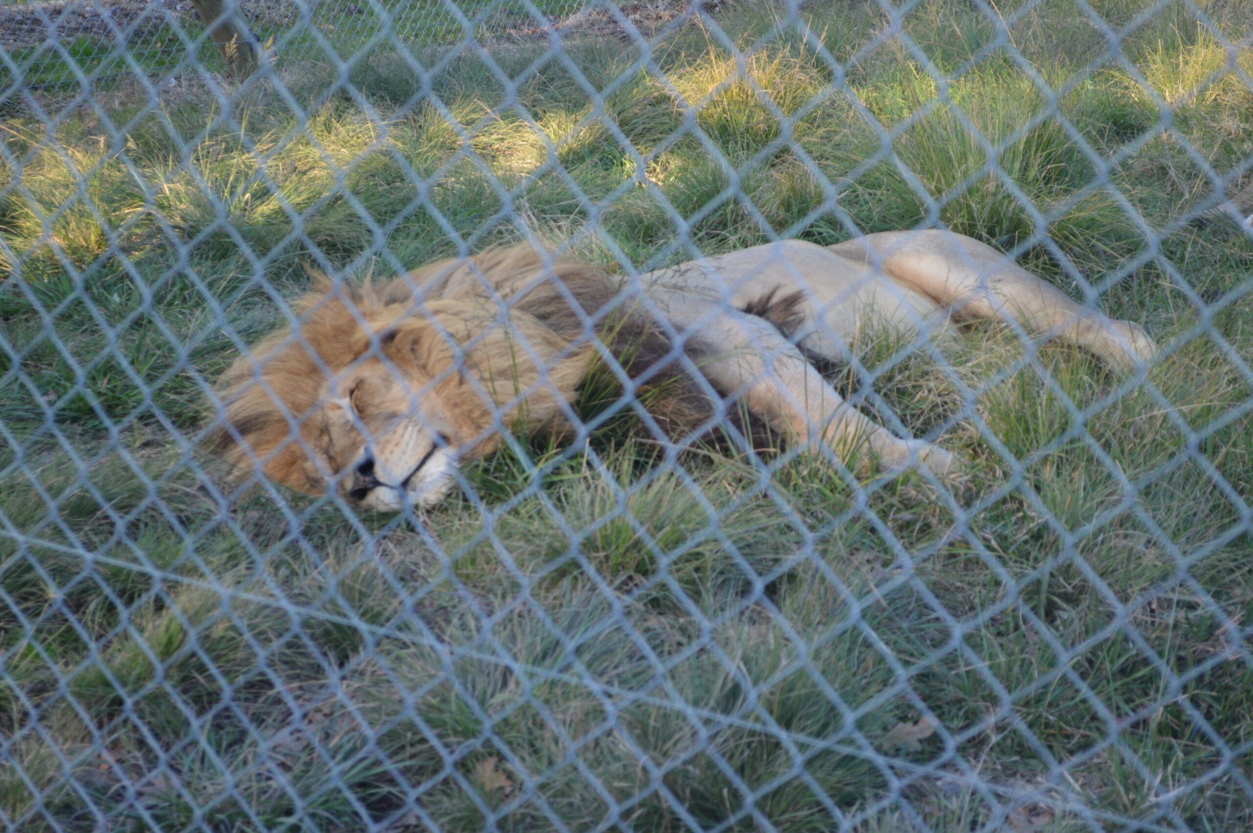 napping male lion