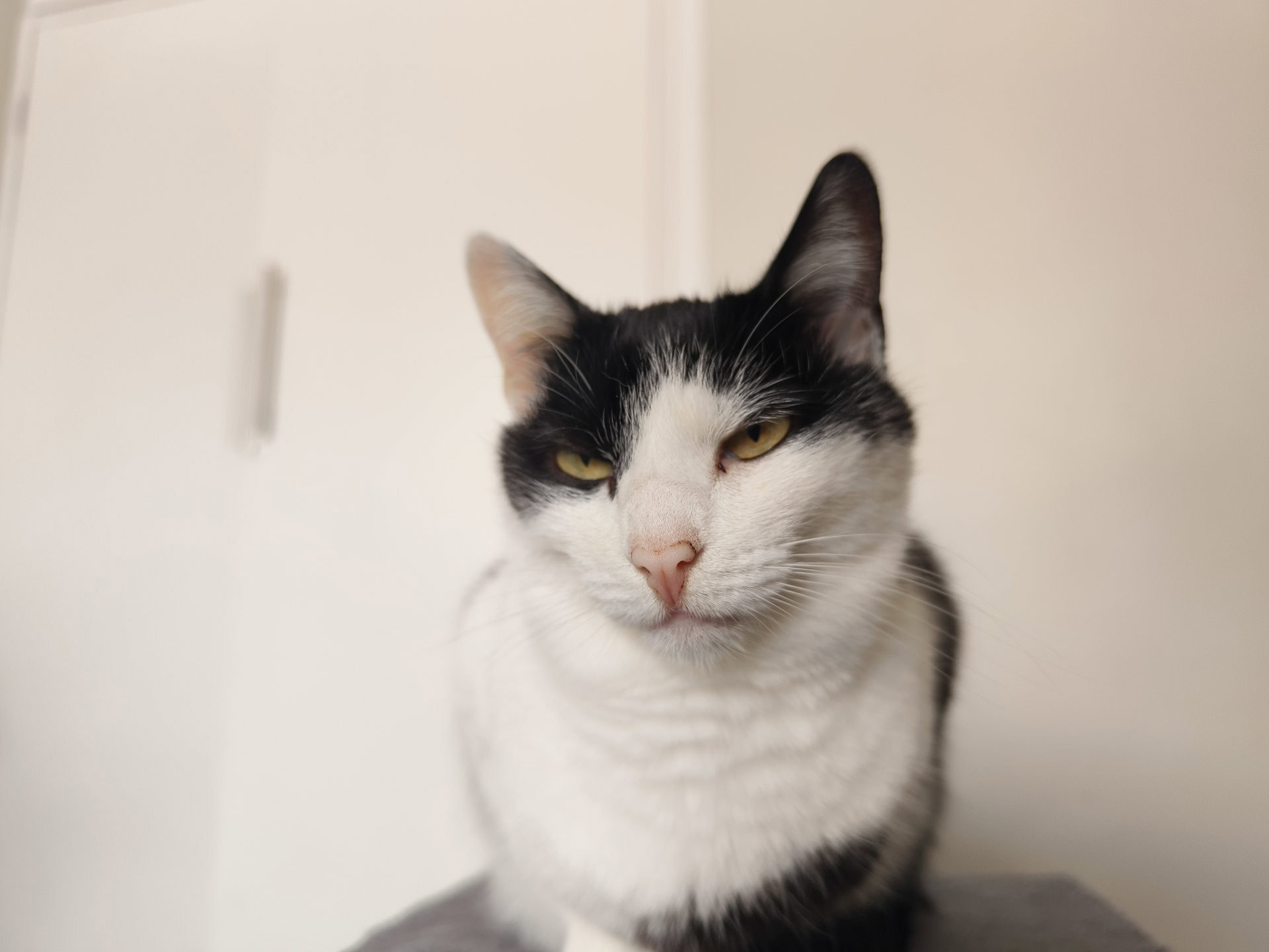 vivo X90 Pro focusing issue 2