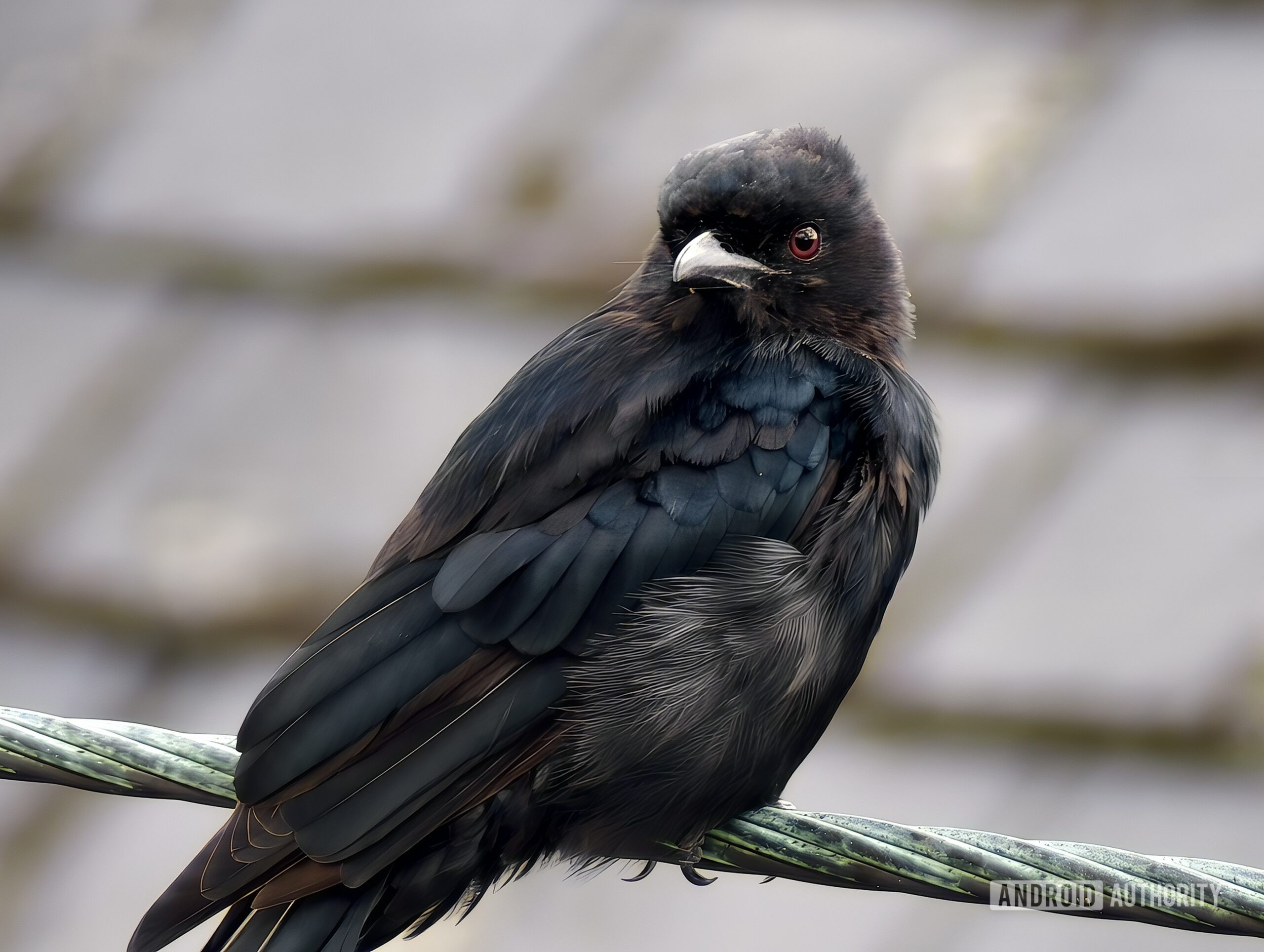 vivo x200 ultra teleconverter sample andy 2