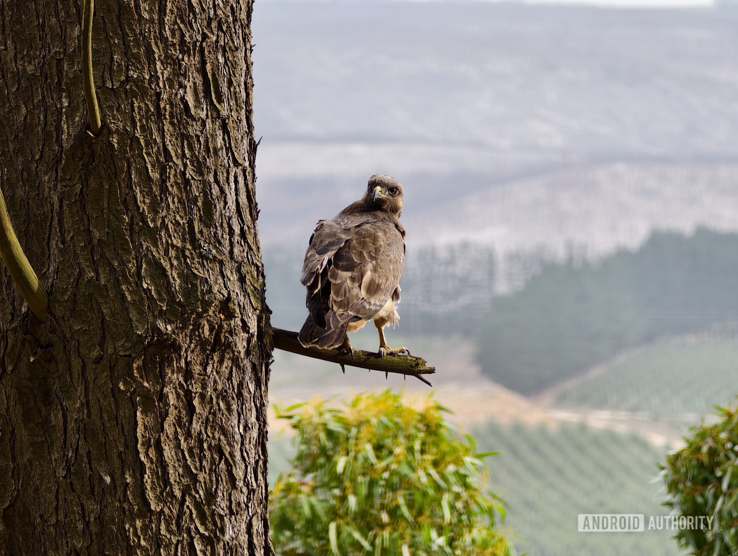 vivo x200 ultra teleconverter sample andy 6