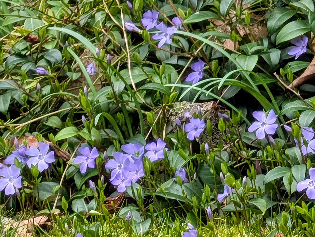 Pixel 10 Pro XL 30x Pro Res Zoom Flower FULL