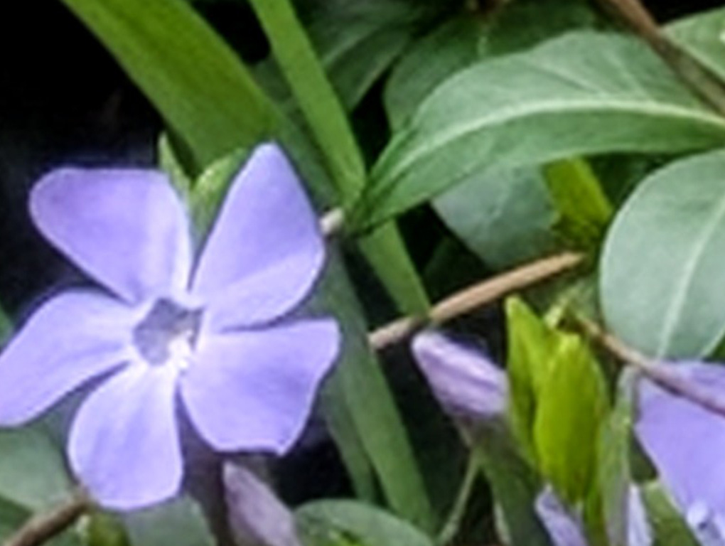 Pixel 10 Pro XL 30x Pro Res Zoom Flower