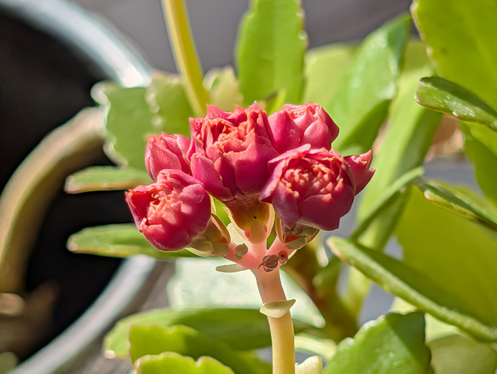 Pixel 10 Pro XL 5x macro