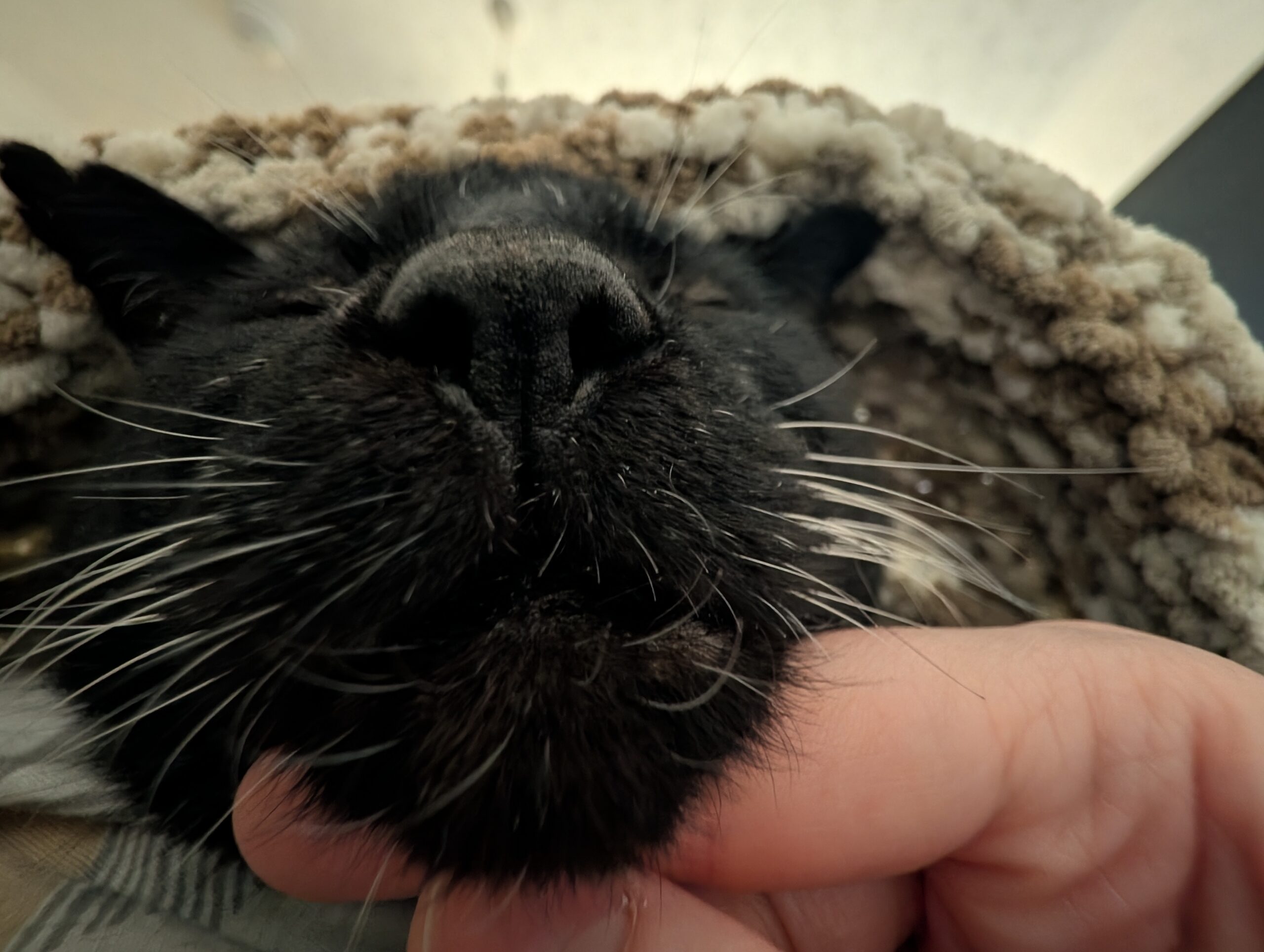 Pixel 10 pro bandit photo (2)