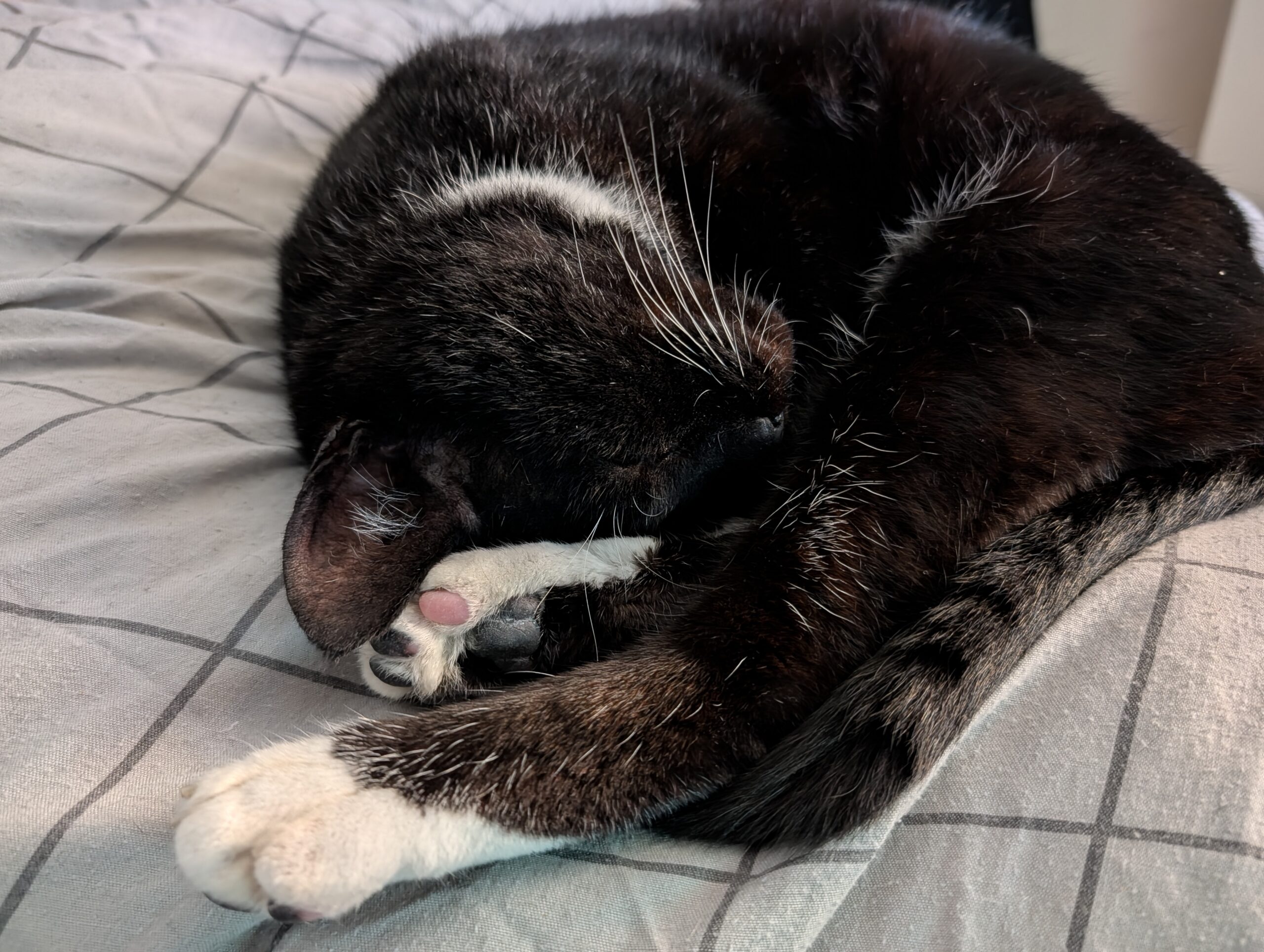 Pixel 10 pro bandit photo (3)