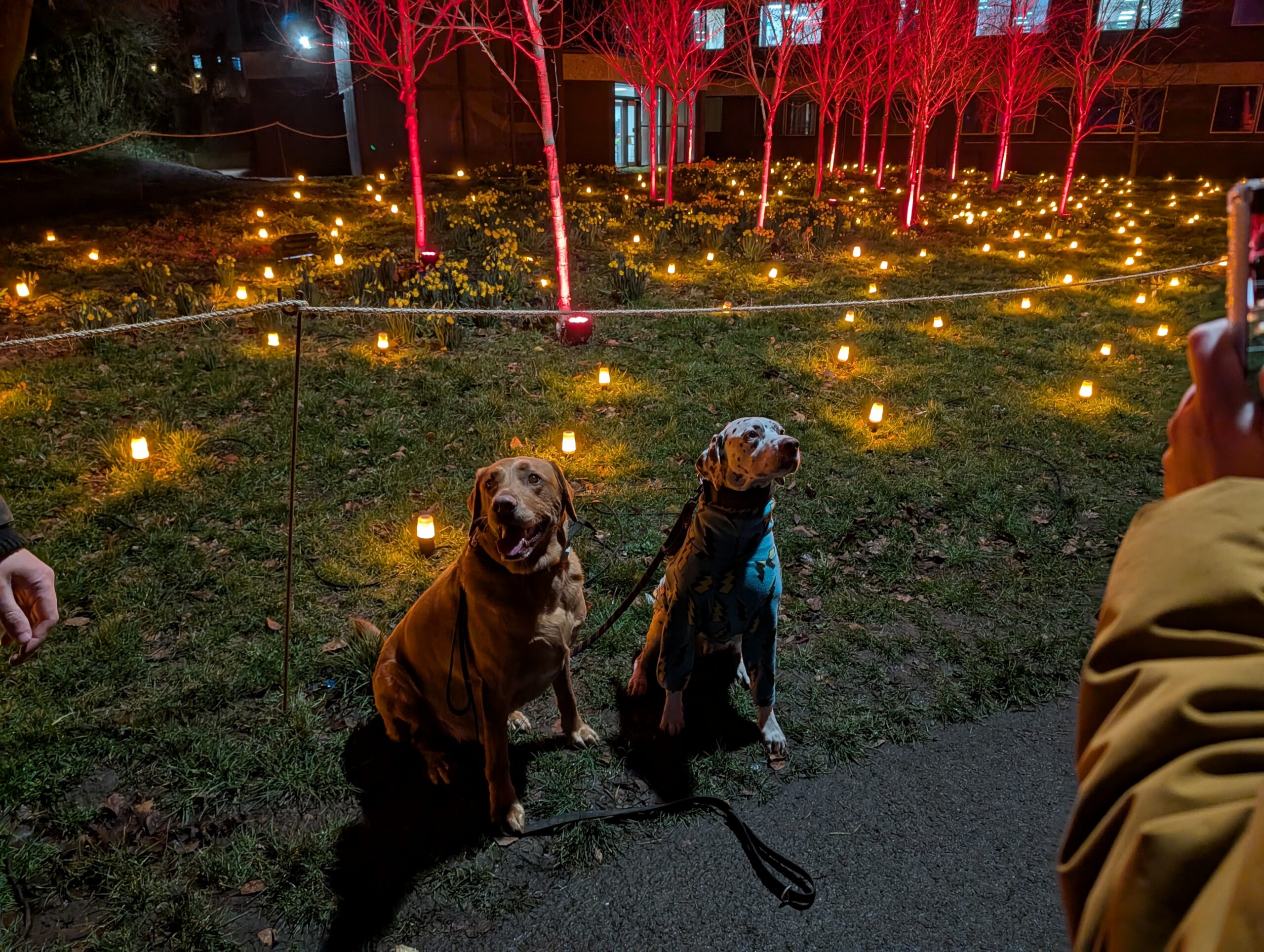 Pixel 10 pro light show (3)