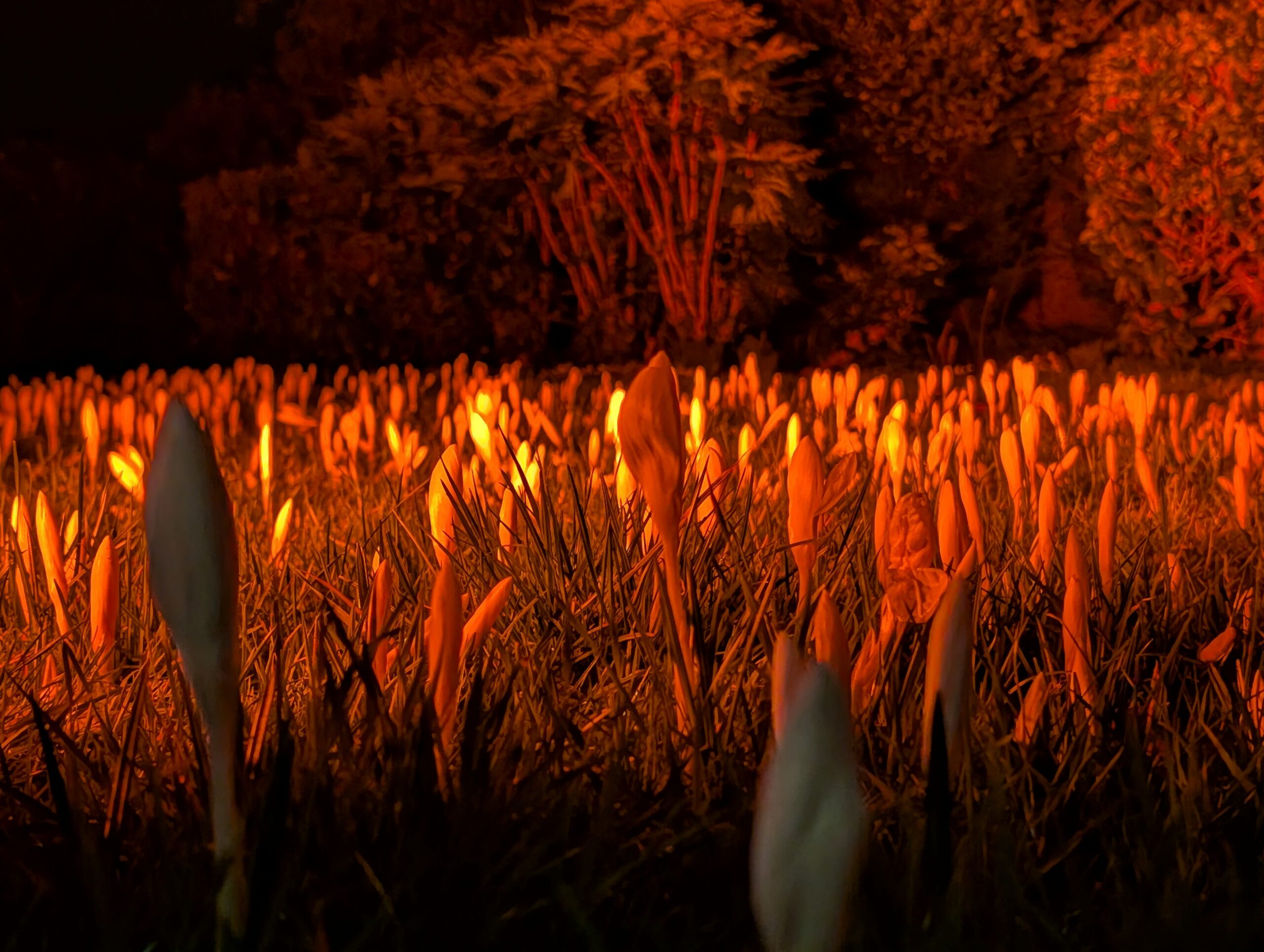 Pixel 10 pro light show (4)