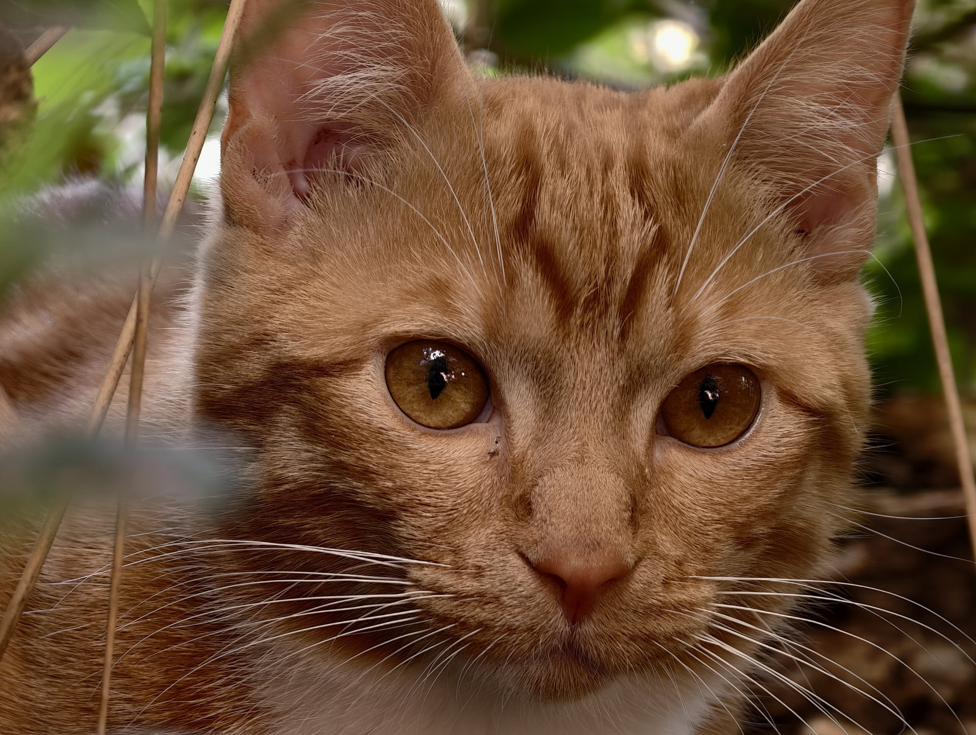 Vivo X200 Ultra orange cat 10x