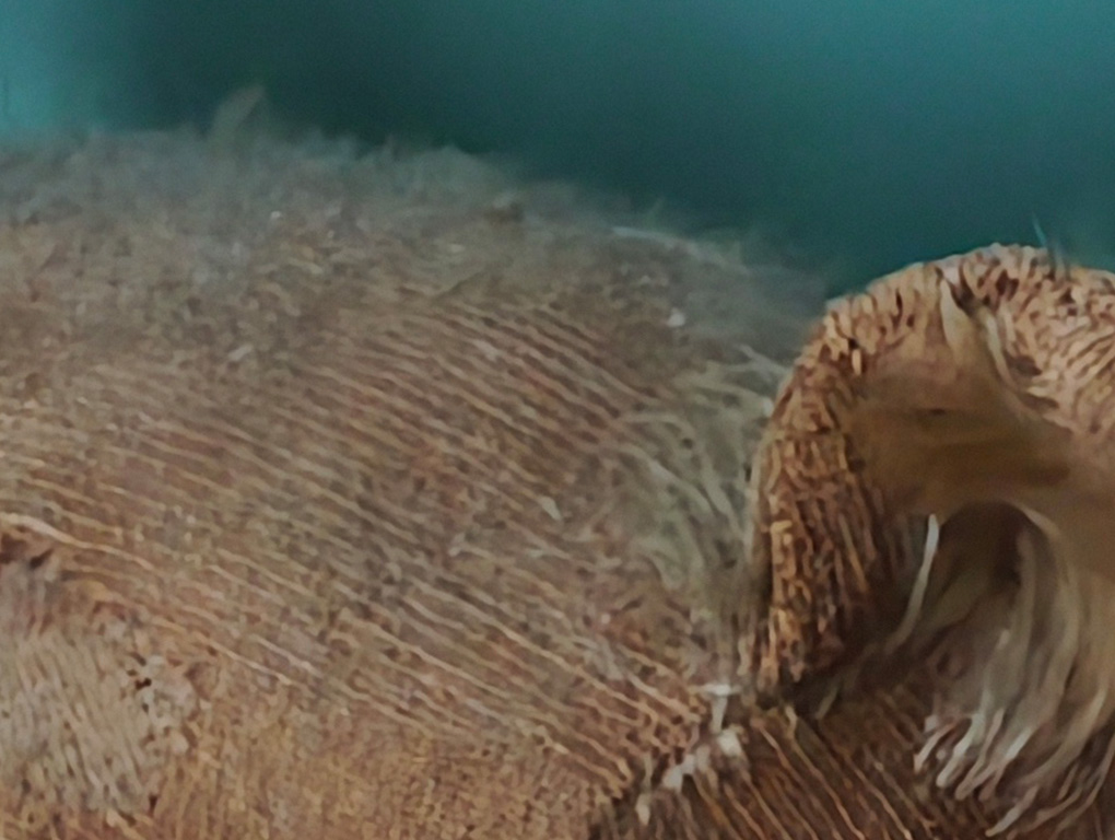 Xiaomi 17 Ultra 10x Low Light Details