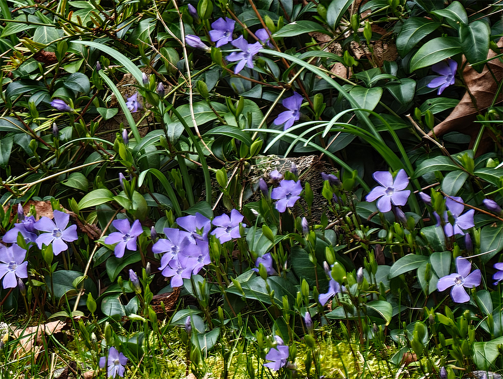 Xiaomi 17 Ultra 30x Pro Res Zoom Flower FULL