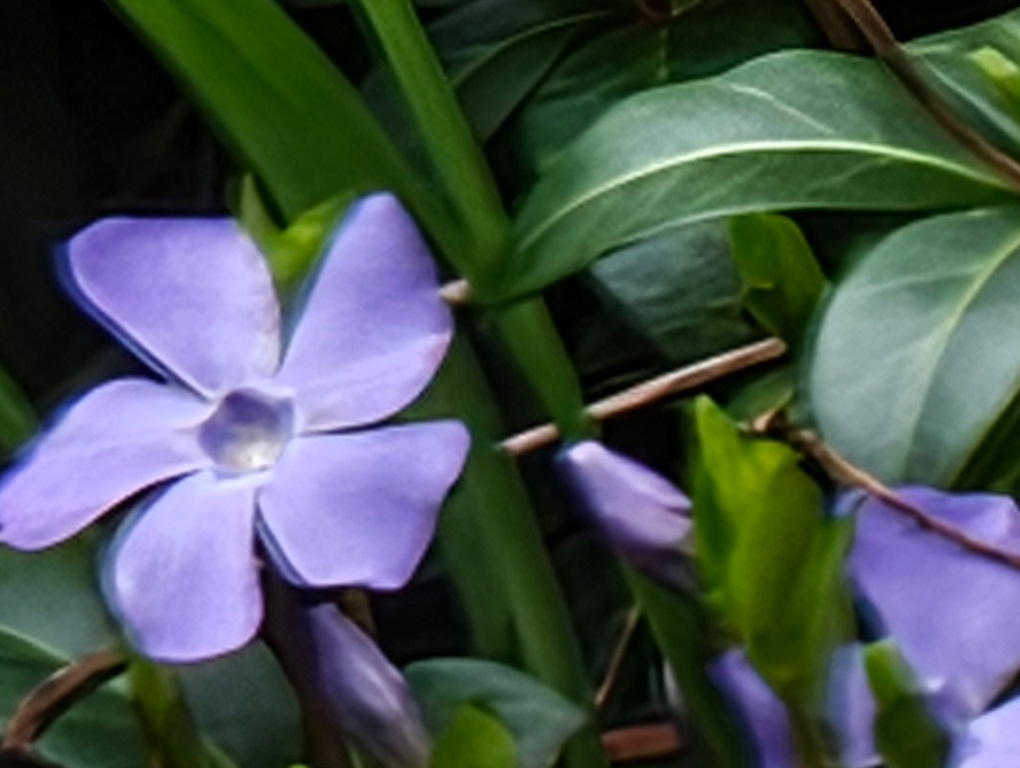 Xiaomi 17 Ultra 30x Pro Res Zoom Flower