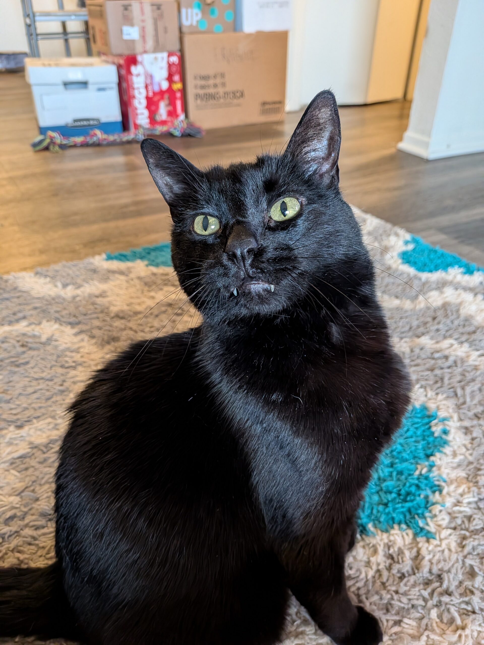 A photo of a black cat, taken with the Google Pixel 10a.