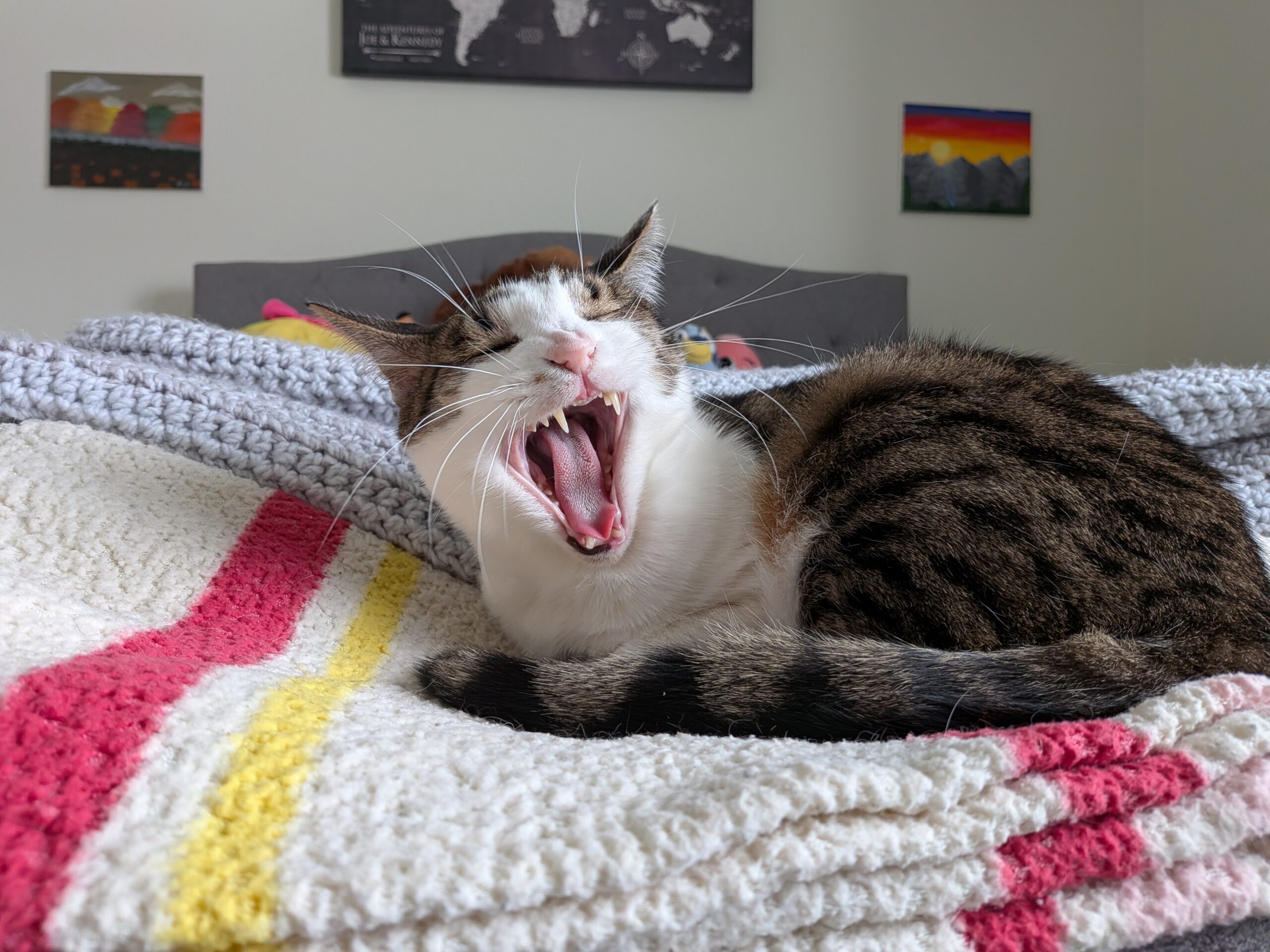 A photo of a yawning cat, taken with the Google Pixel 10a.