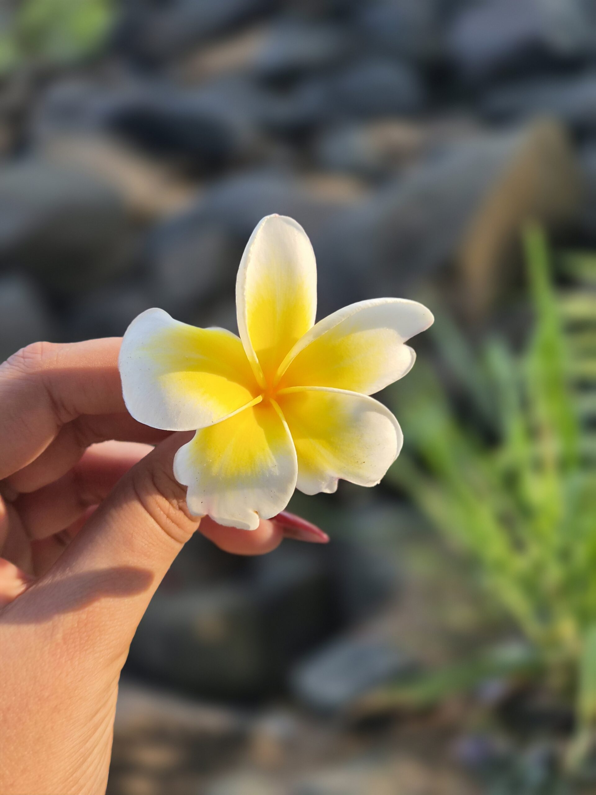 Photo of a yellow and white flower, taken with the Samsung Galaxy S26.